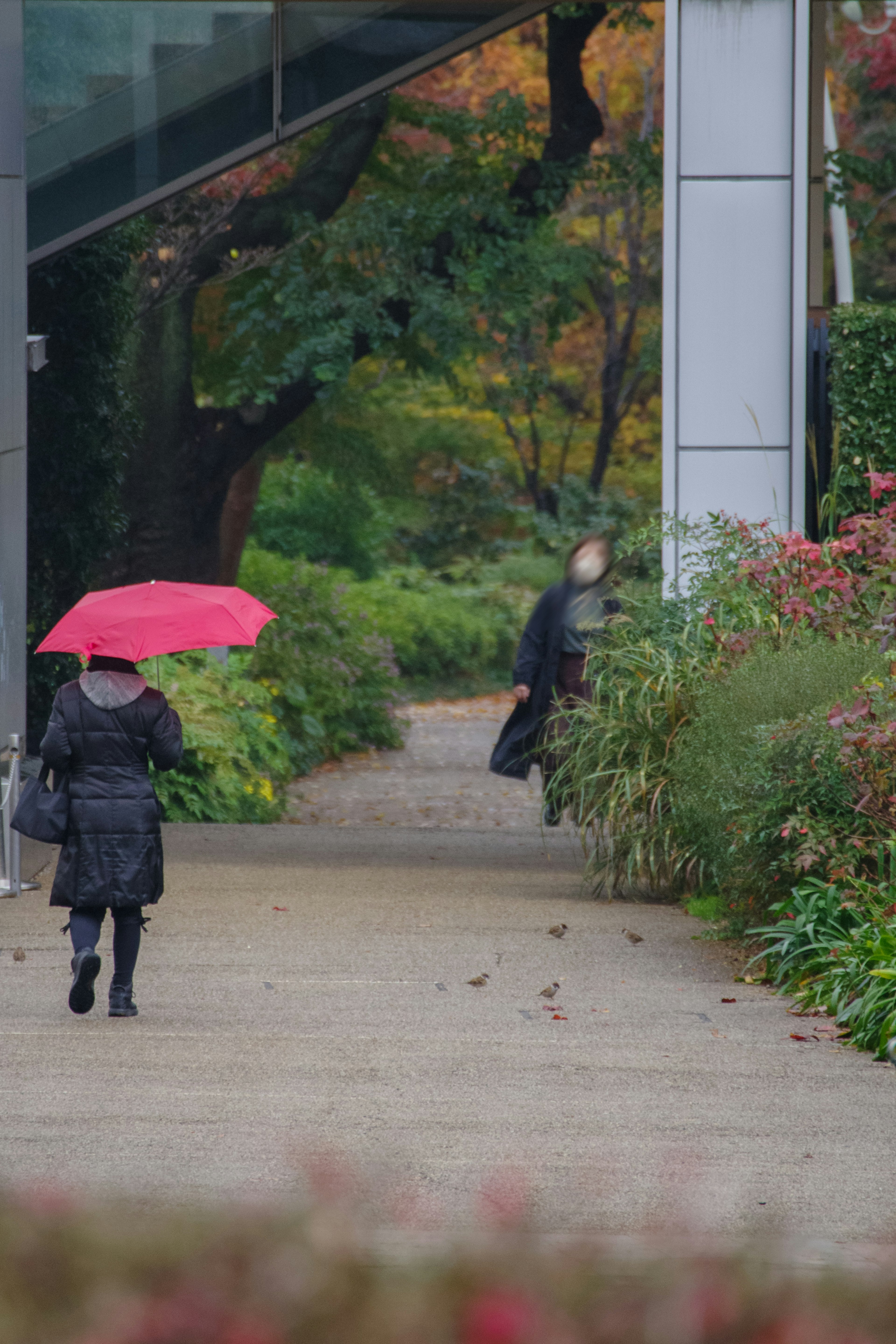 A woman walking with a pink umbrella along a path in a garden