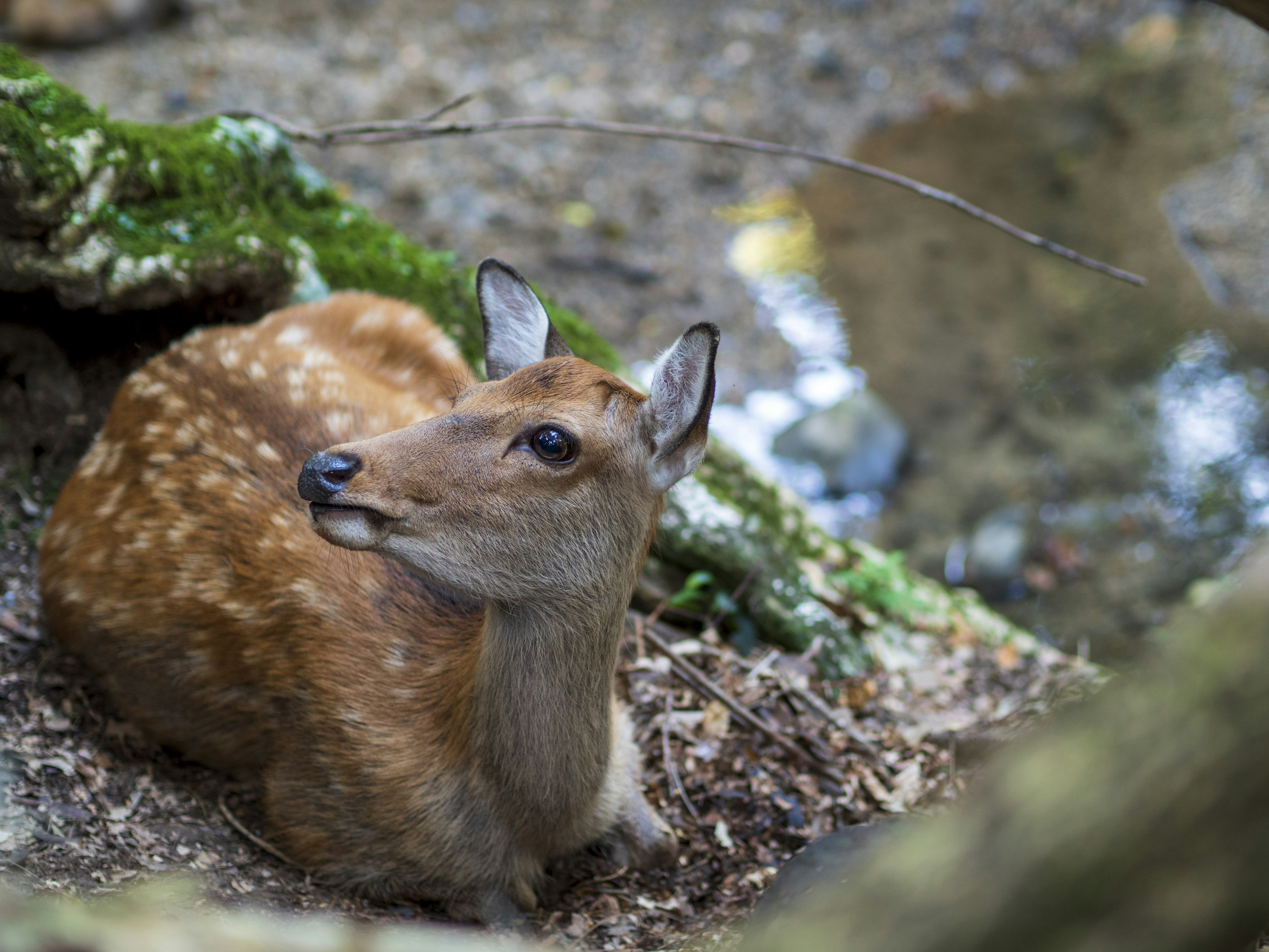 A young deer resting in a forest setting