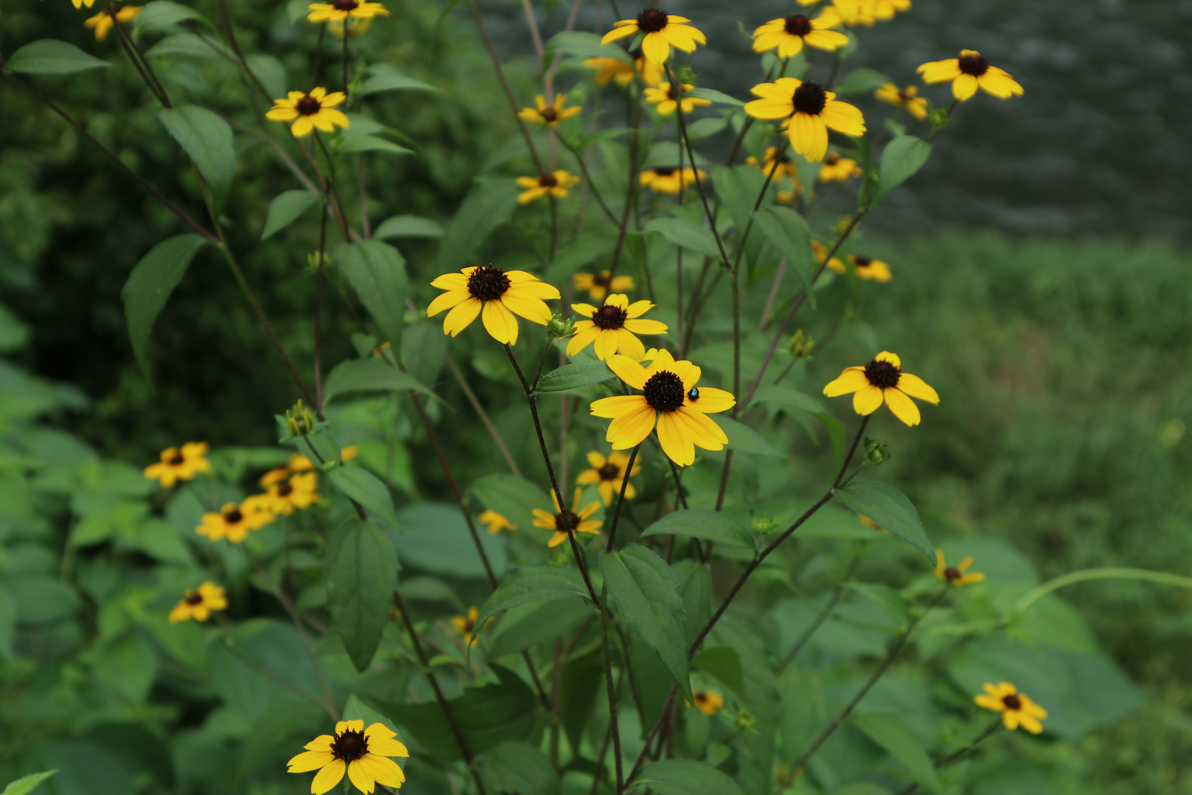 Ein Haufen gelber Blumen mit dunklen Zentren umgeben von grünem Laub