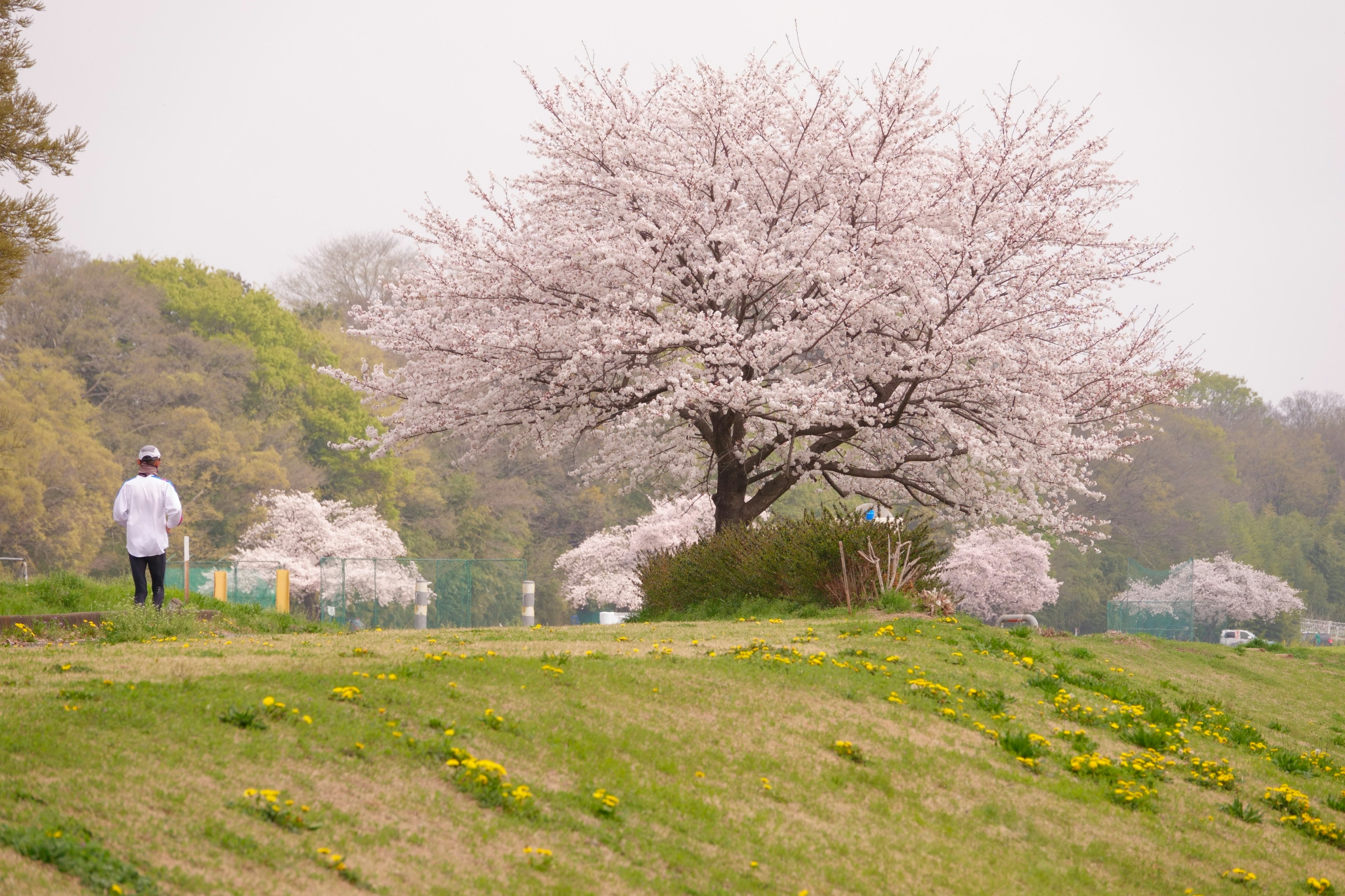 桜の木が咲いている公園で散歩する人