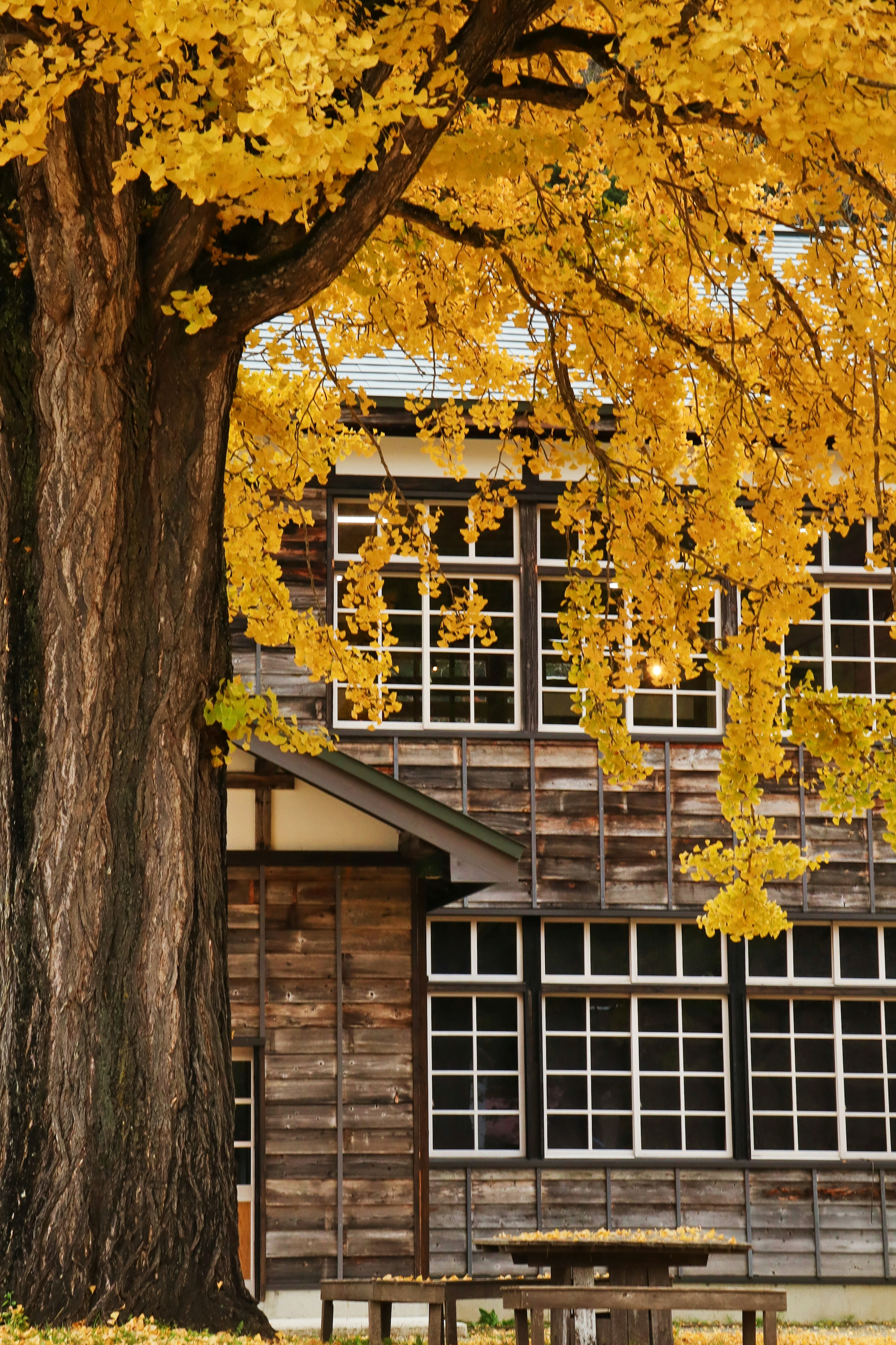 Árbol grande con hojas amarillas vibrantes junto a un edificio de madera