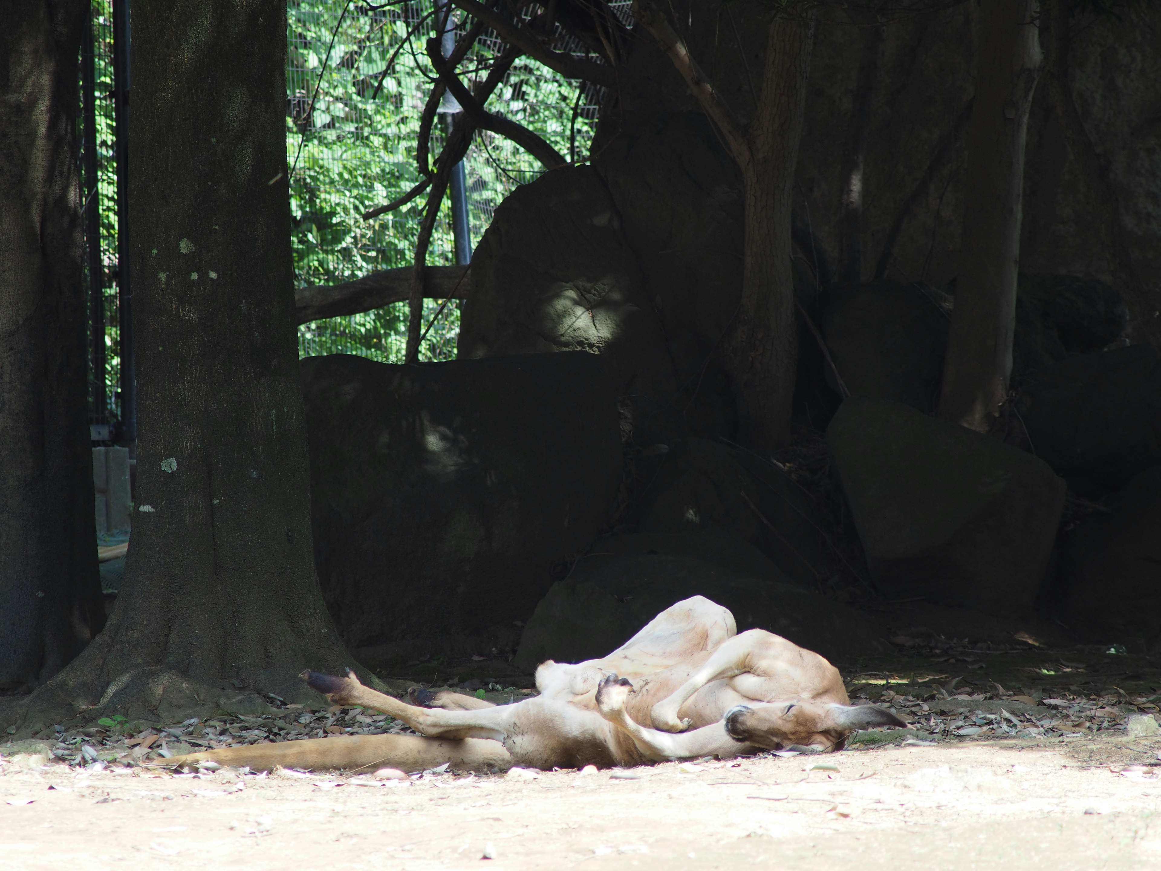 Coppia di canguri distesi all'ombra sotto gli alberi