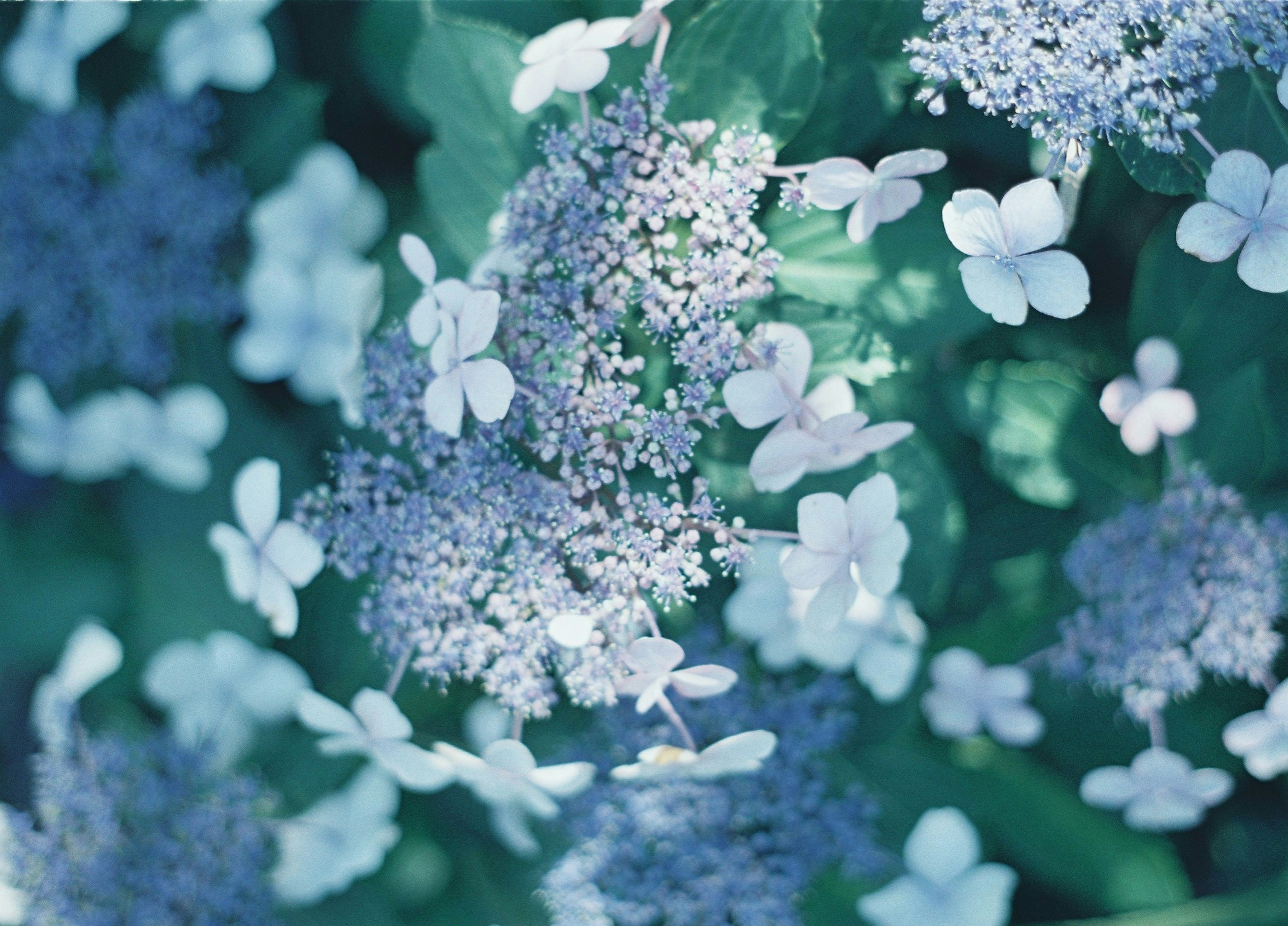 Bellissimi fiori di ortensia blu e bianchi su uno sfondo verde vibrante