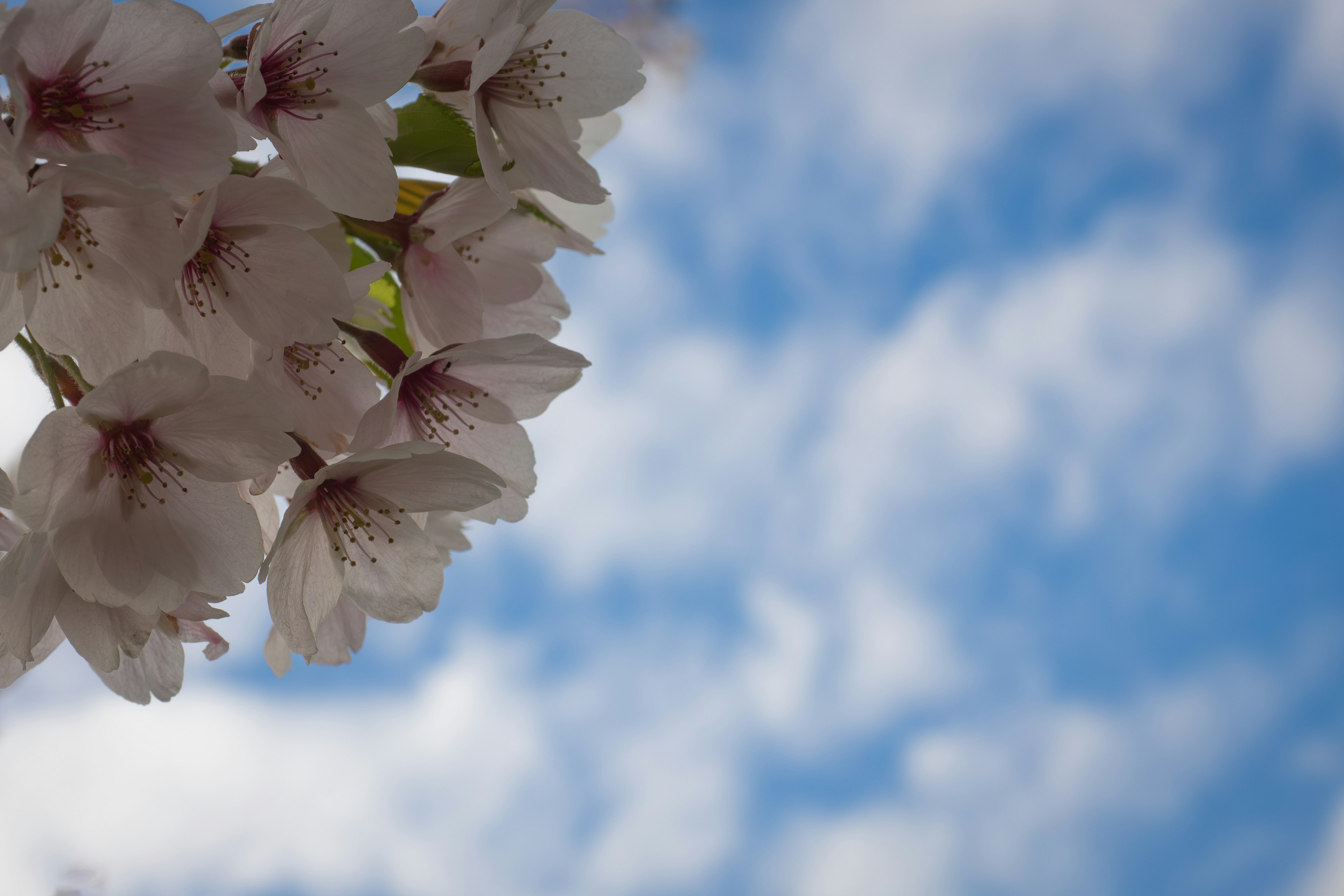 Close-up of cherry blossoms against a blue sky