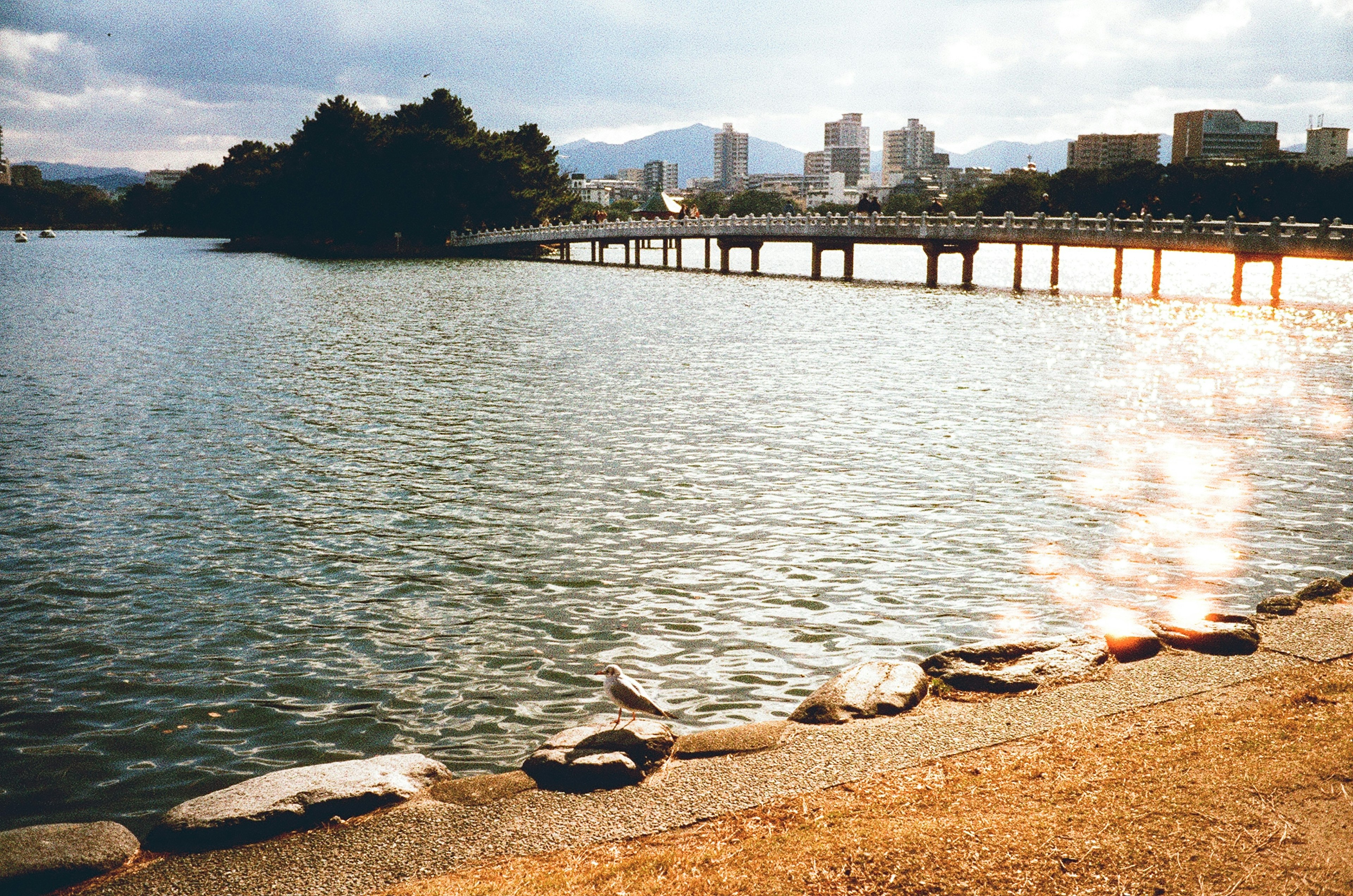 湖泊和桥梁的风景，背景是城市天际线