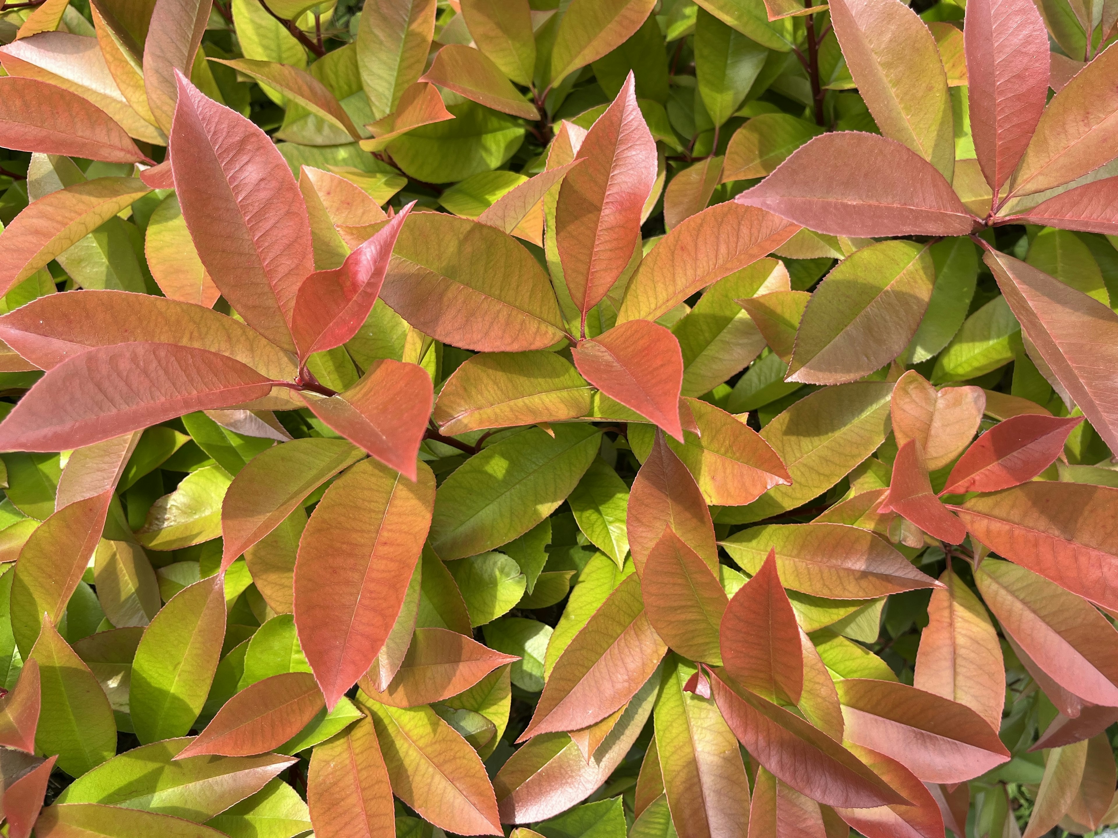 Overhead view of colorful overlapping leaves in shades of green and reddish-brown