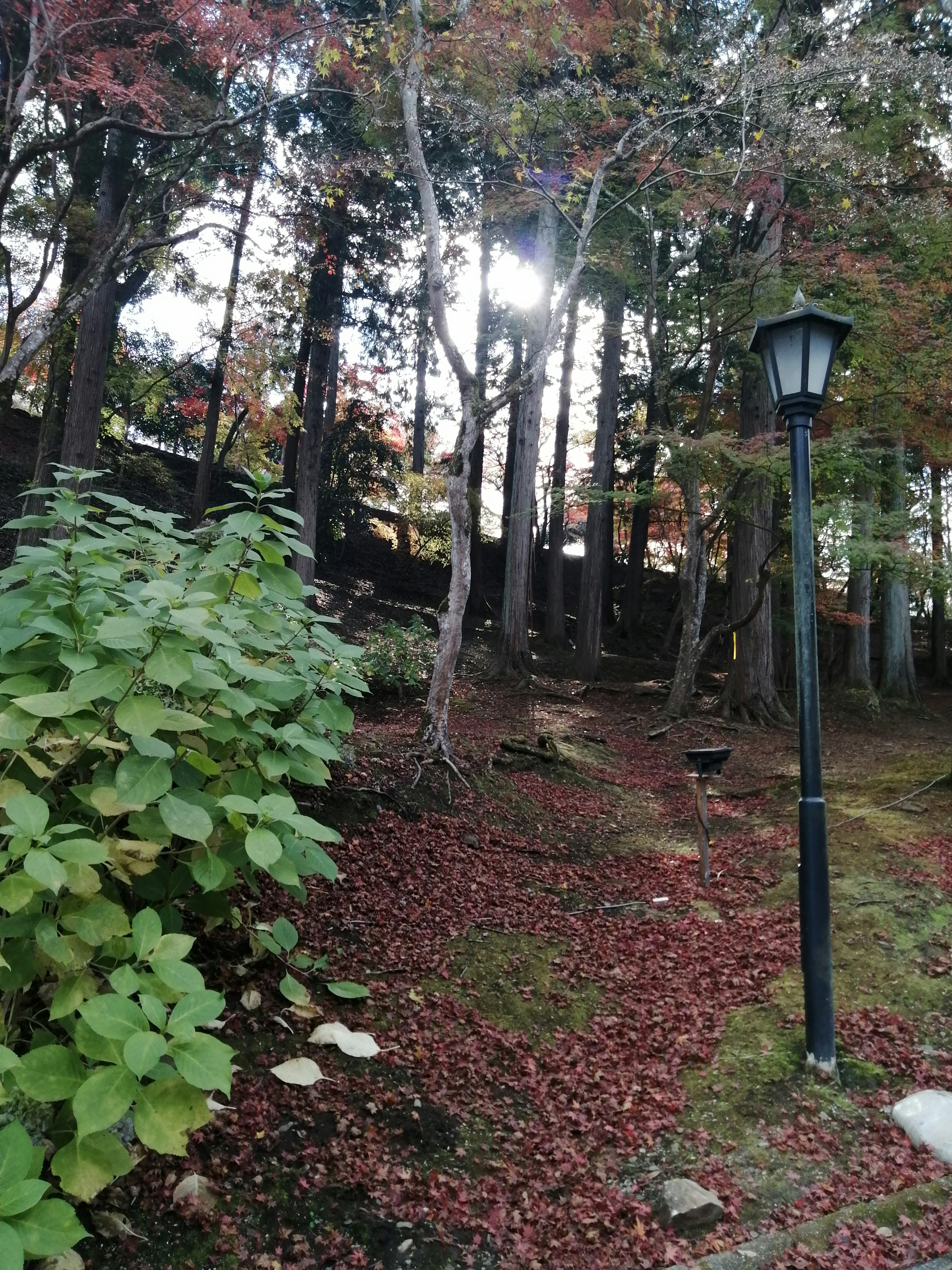 Sendero a través de un bosque con hojas de otoño coloridas y una farola