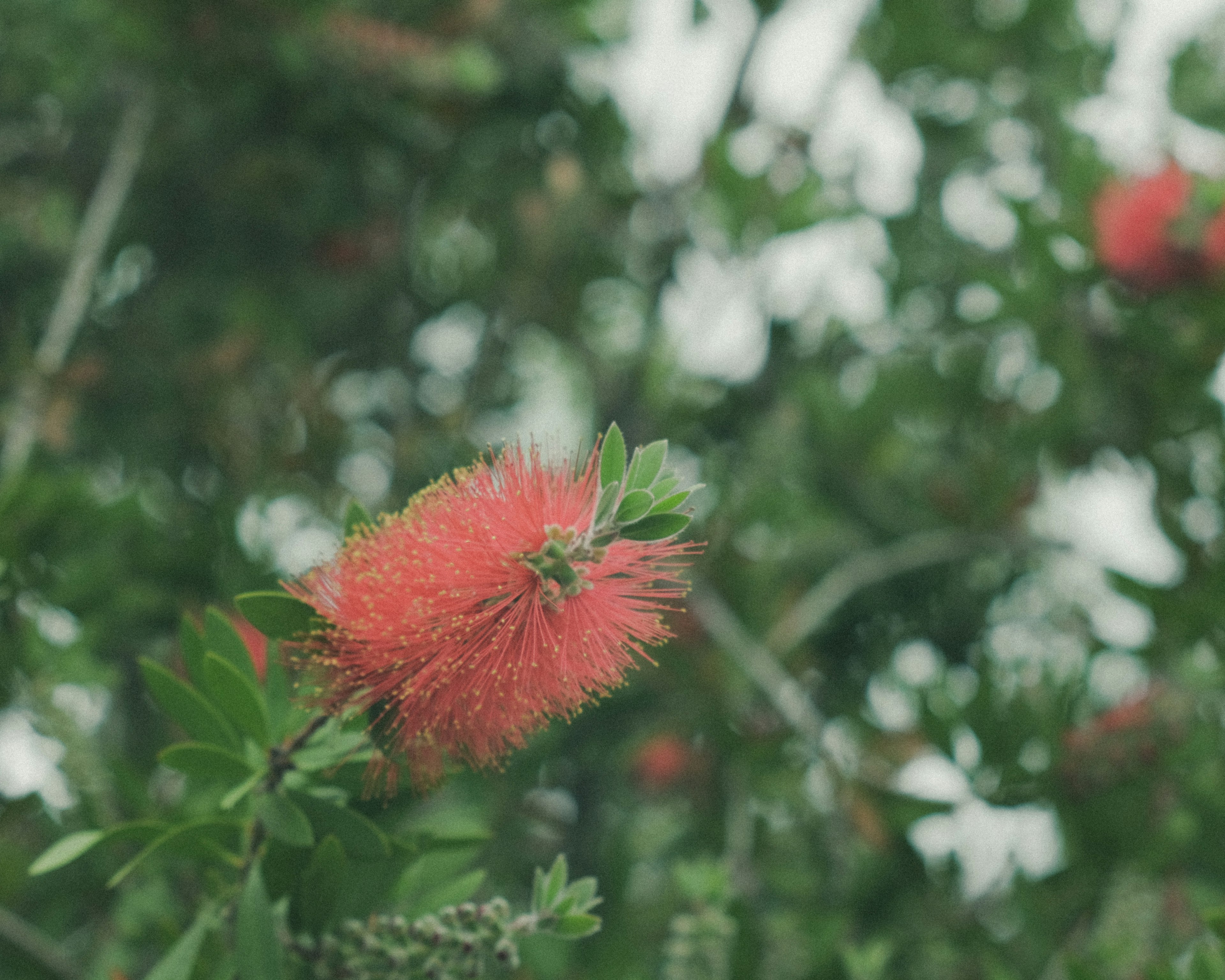 Primo piano di un fiore rosso vivace con foglie verdi su una pianta