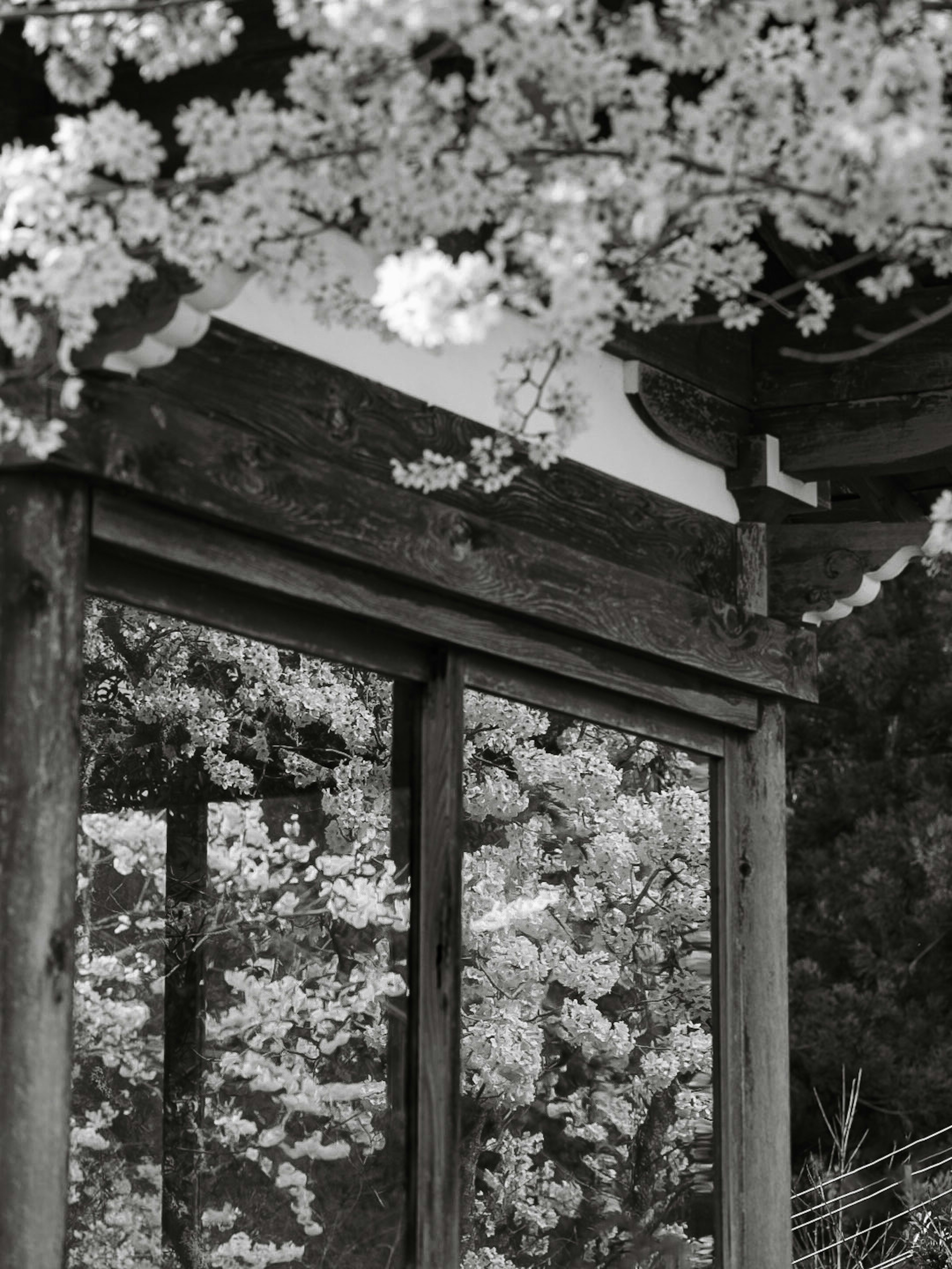 Ventana de madera tradicional reflejando cerezos en flor