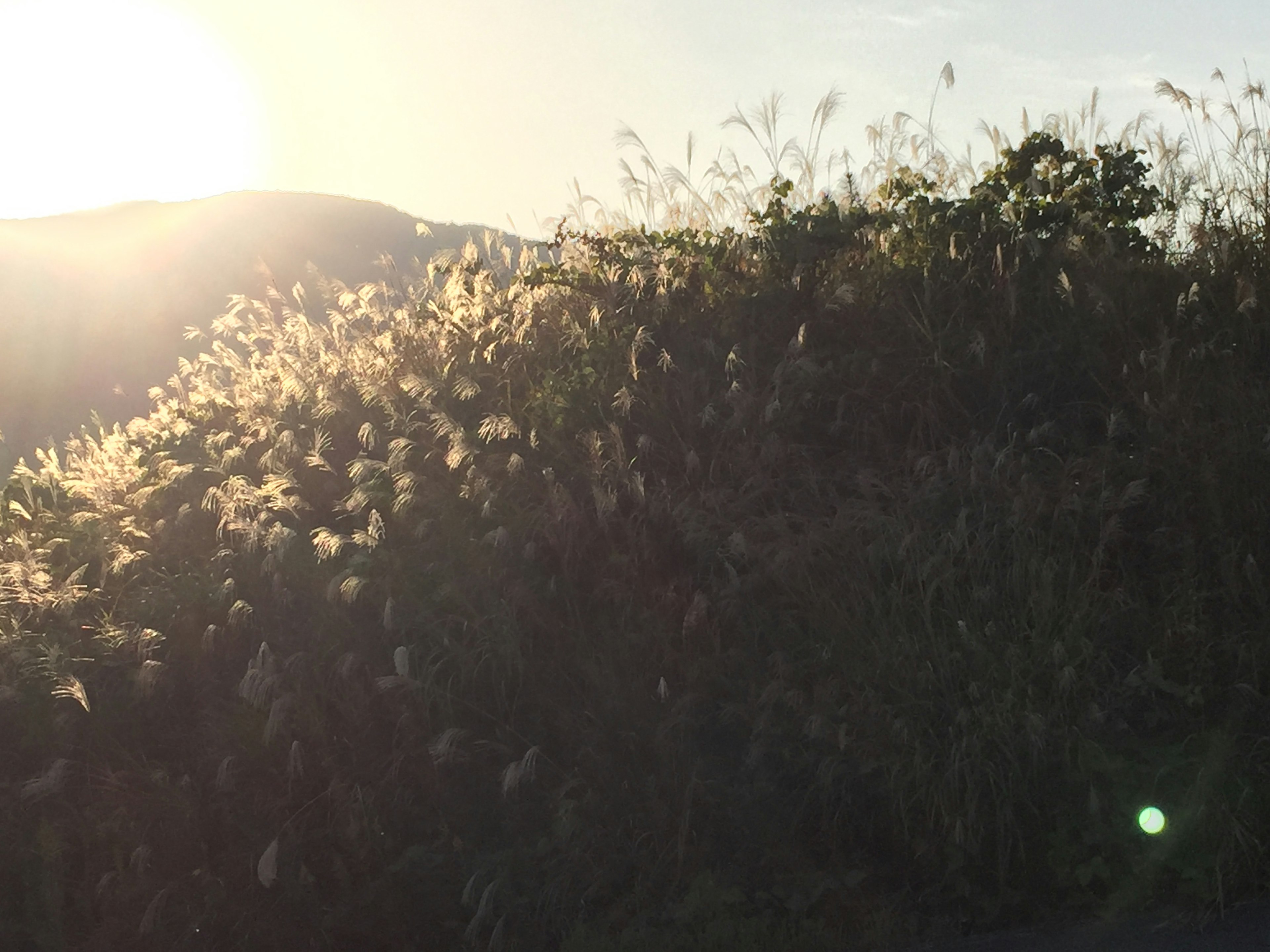 Silueta de hierba y flores contra un atardecer