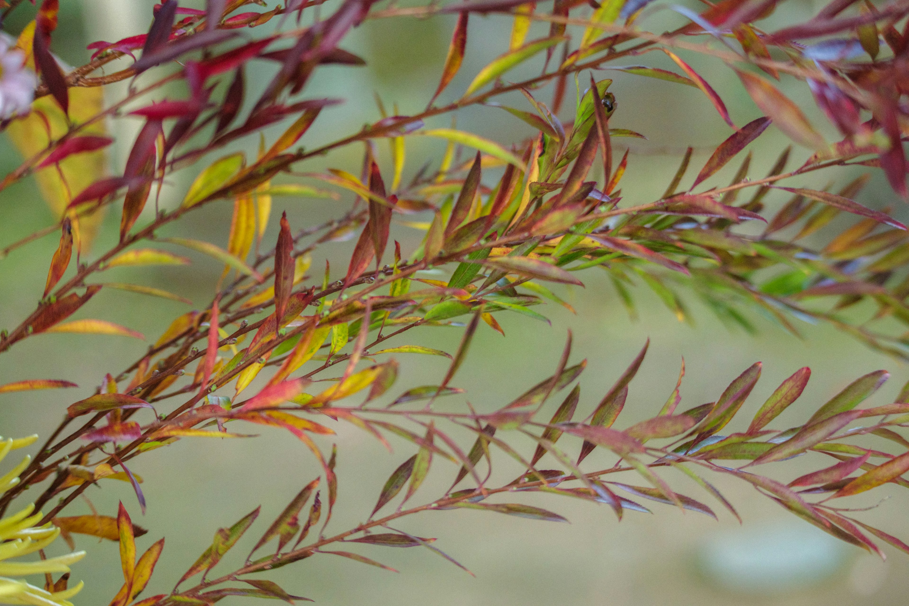 Close-up of vibrant leaves overlapping on a plant