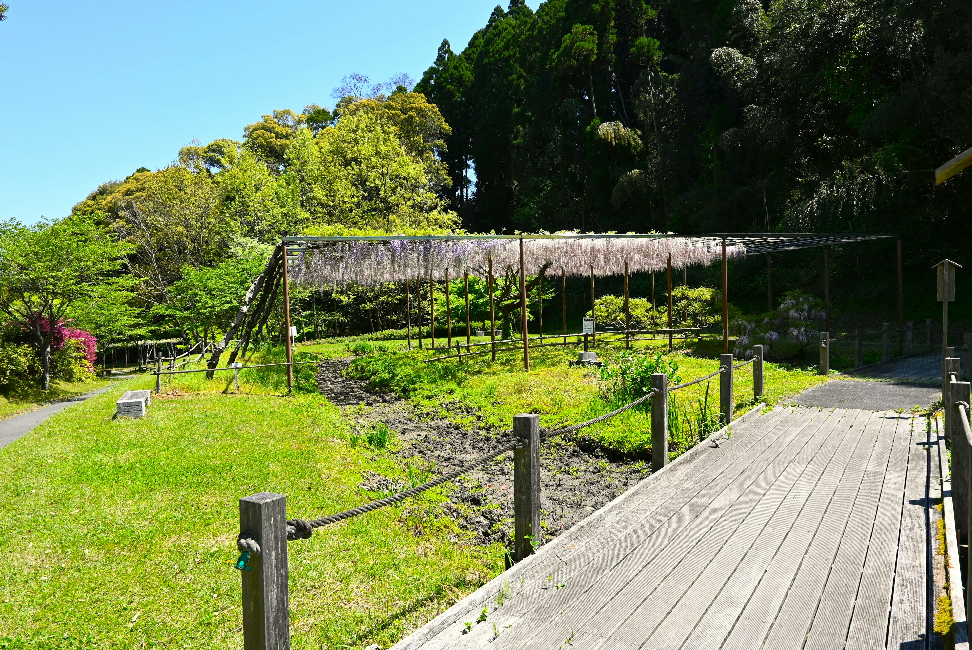 Paisaje de jardín exuberante con plantas bajo un dosel de bambú rodeado de árboles