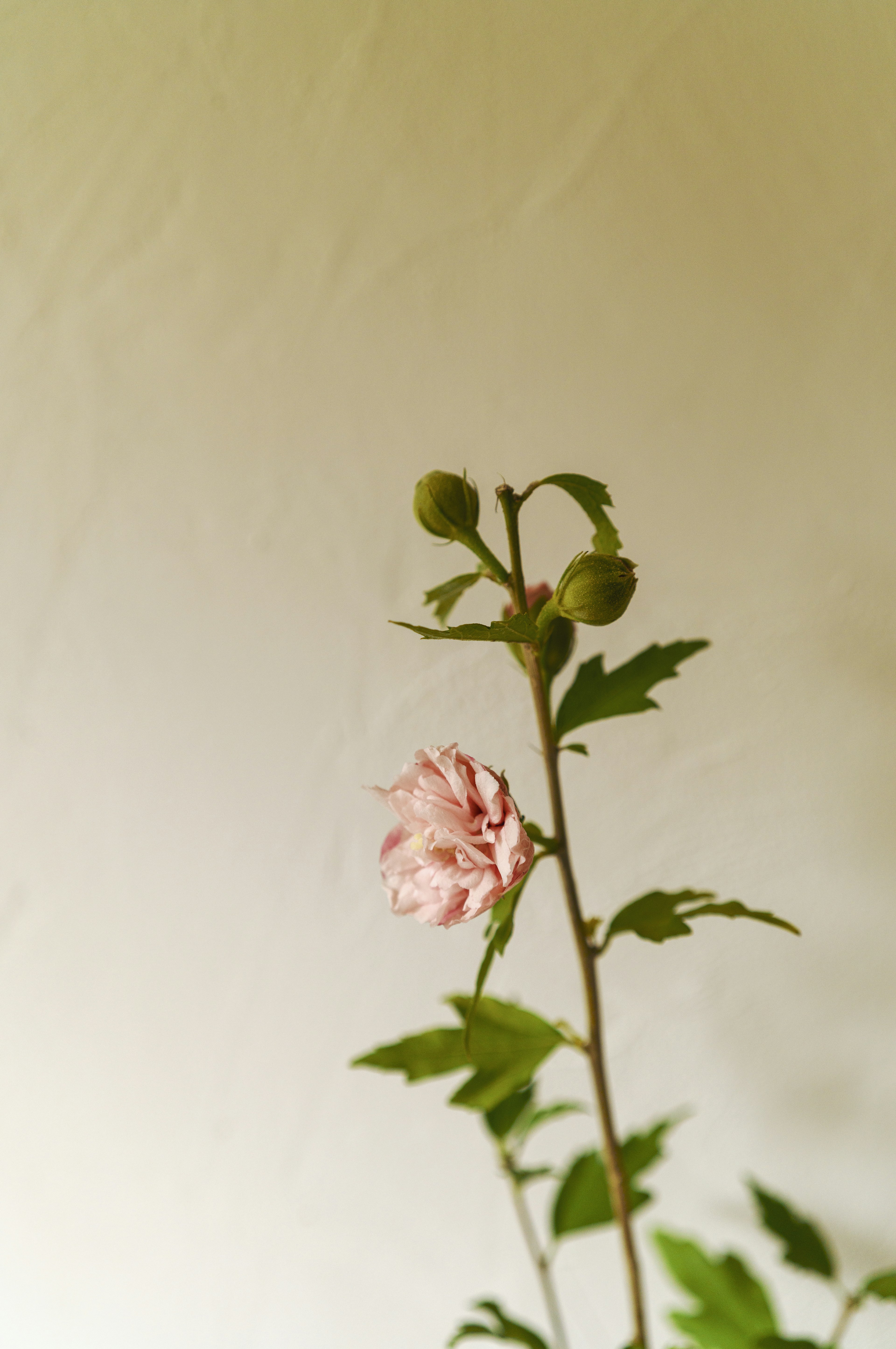 一根植物莖上有一朵淺粉紅色花和花苞，背景是白色牆壁