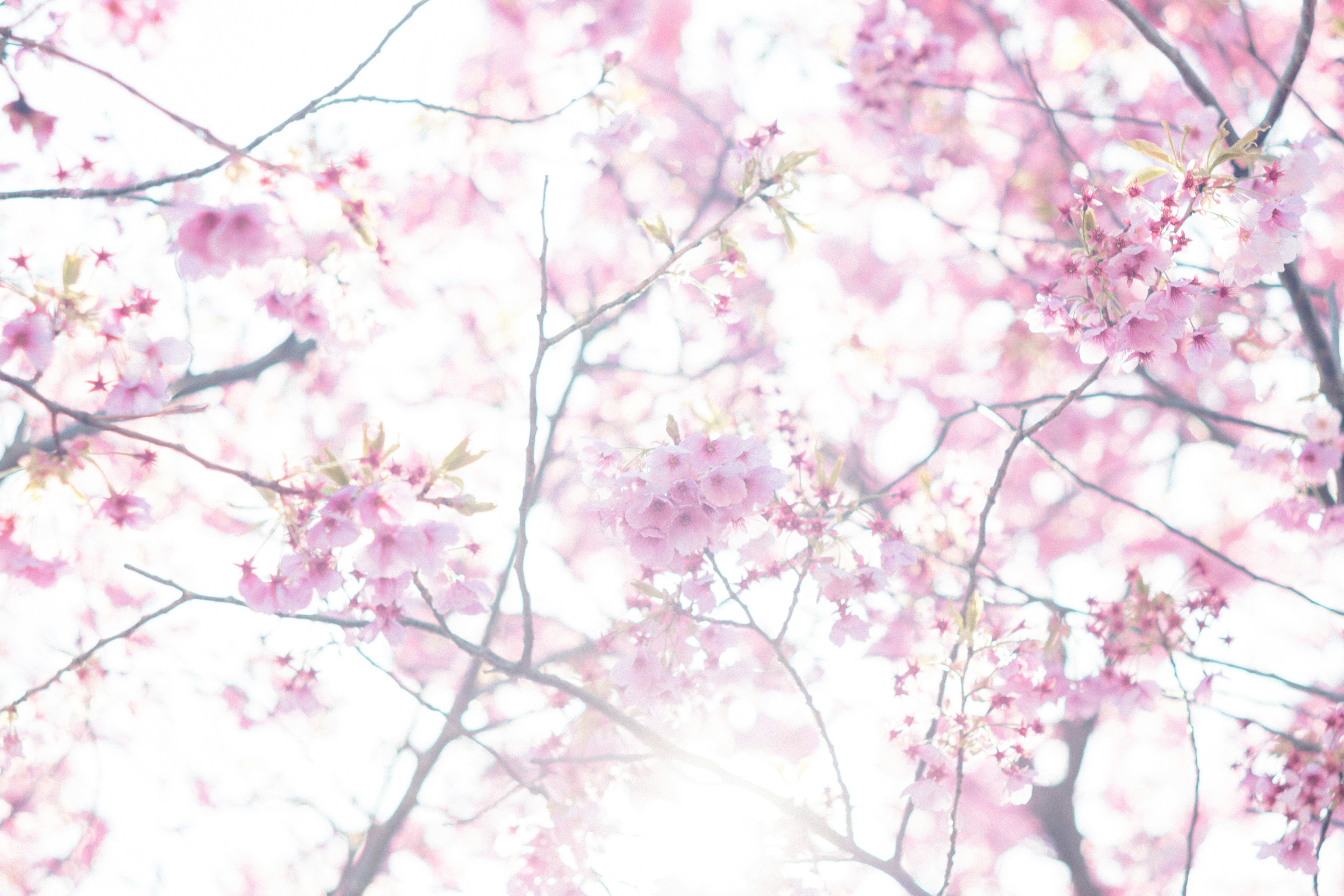 Cherry blossoms in soft pink against a bright background