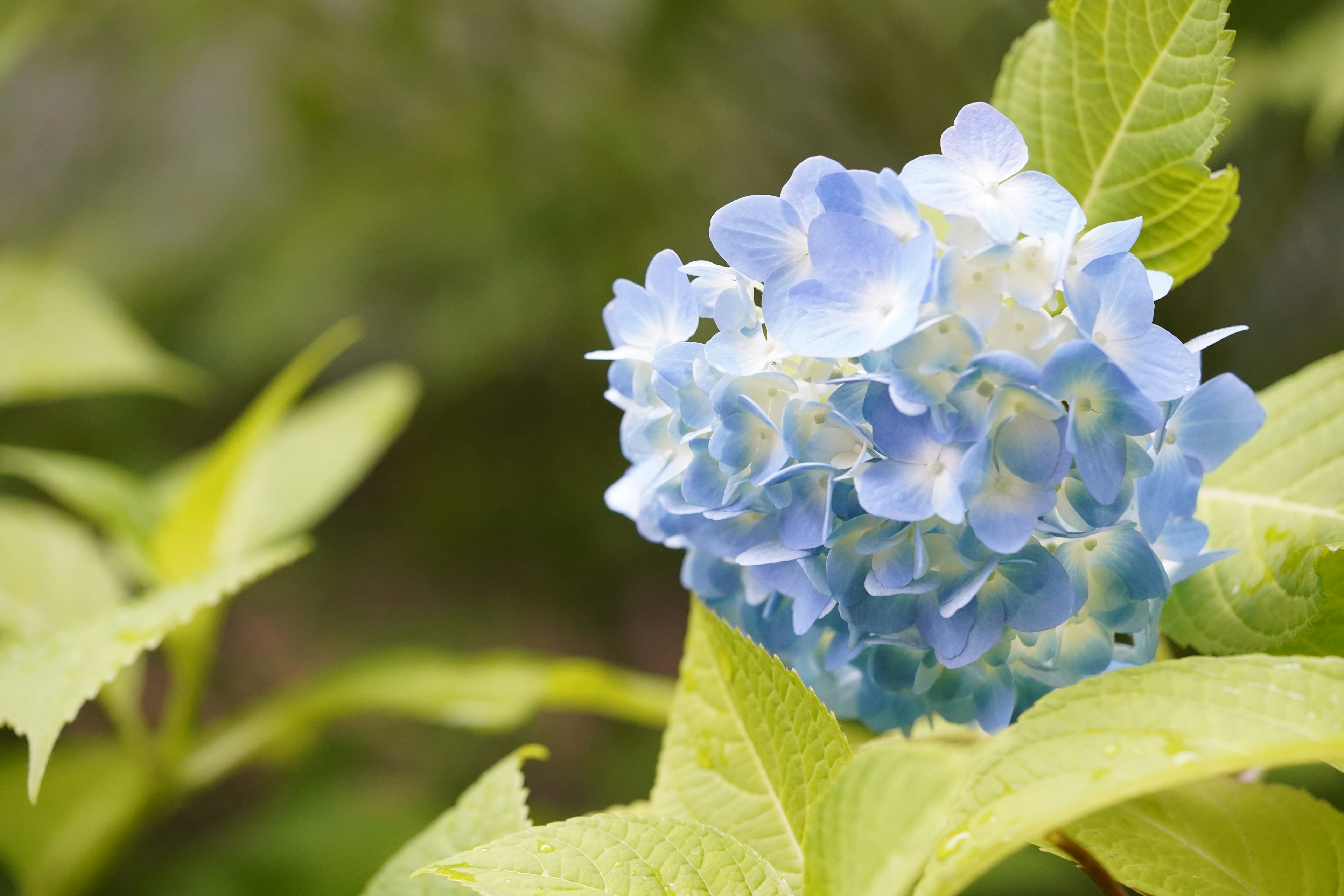 Blue hydrangea flower with green leaves