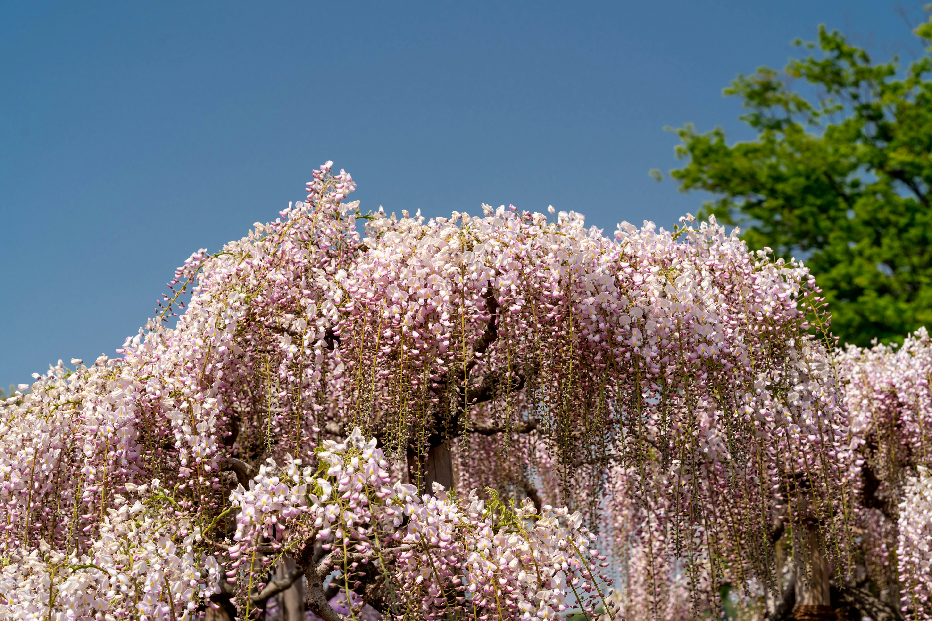 Bunga wisteria menggantung di bawah langit biru yang cerah