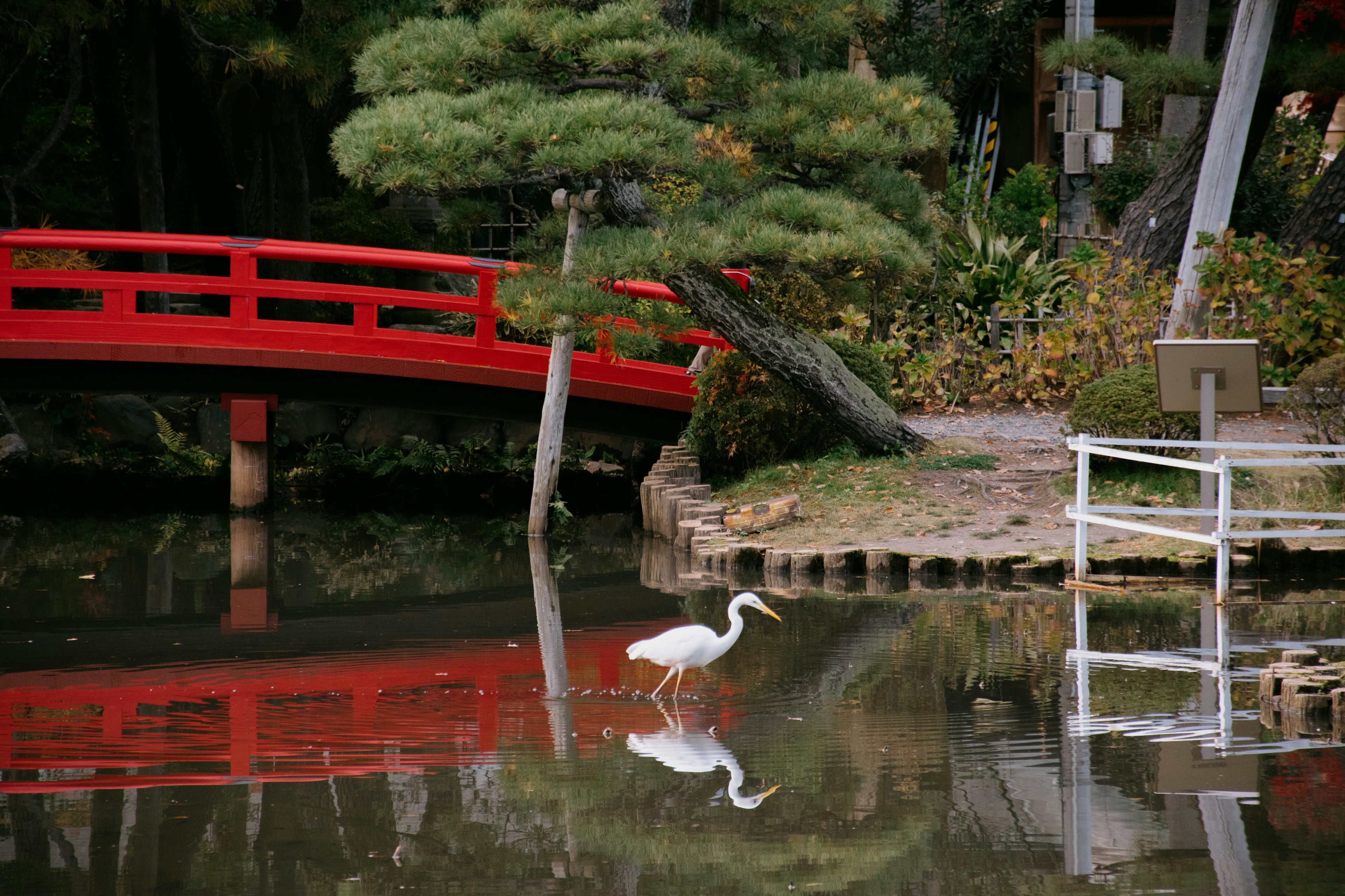 白鷺が池のほとりを歩く日本庭園の風景 赤い橋と緑の木々が映る