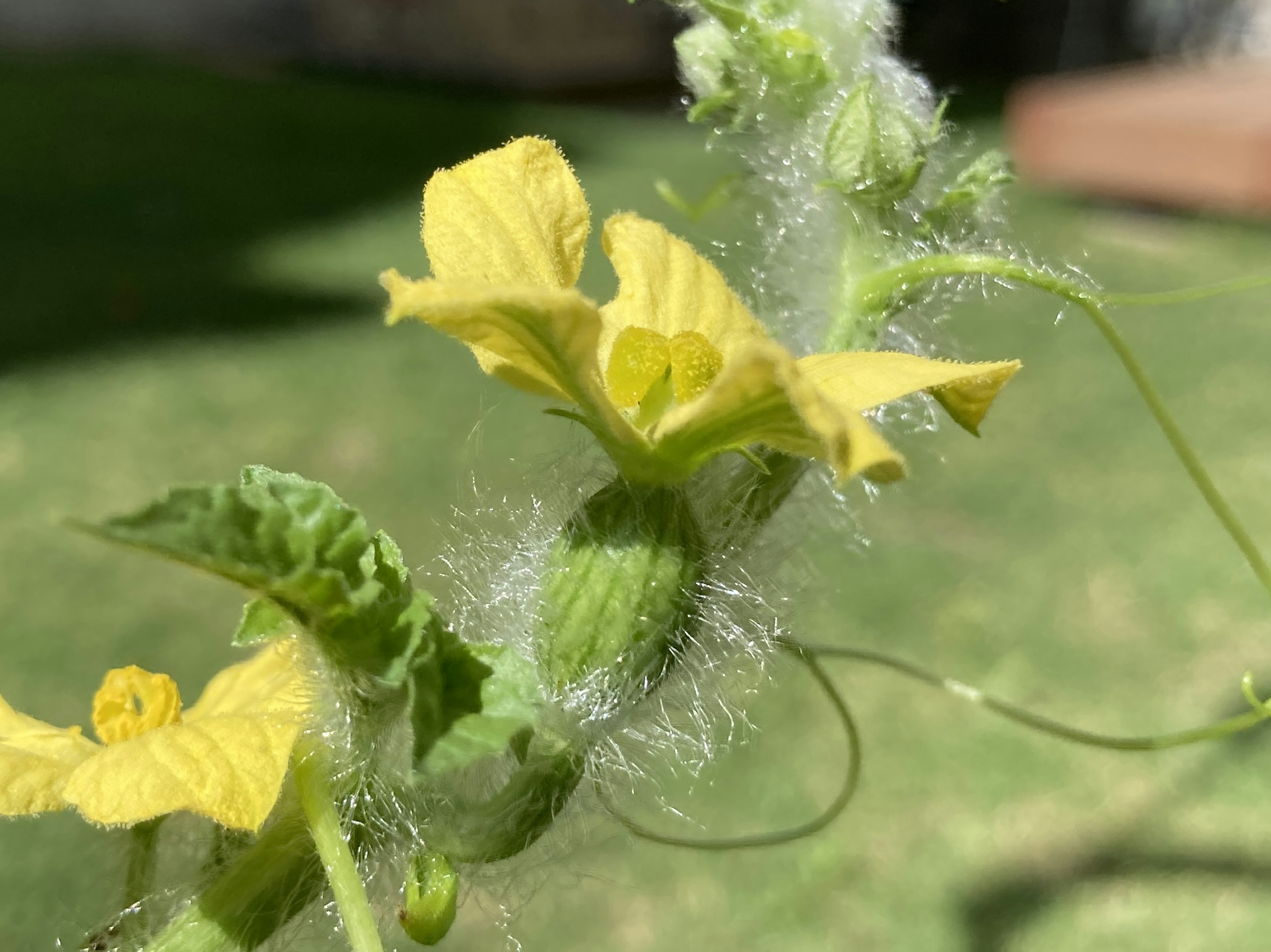 Close-up tanaman dengan bunga kuning dan buah yang belum matang