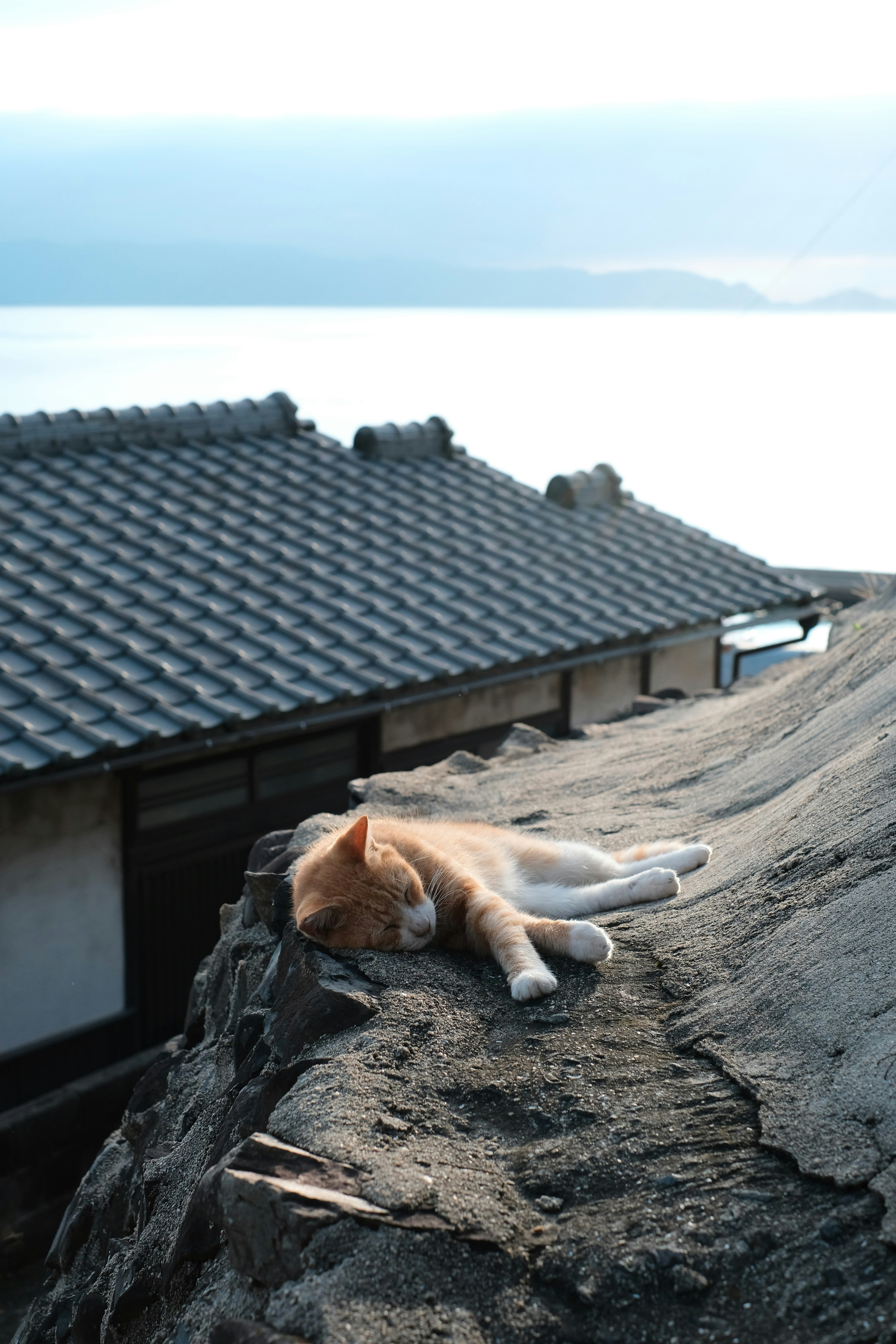 A dog resting on a rocky ledge near the sea with traditional roof in the background