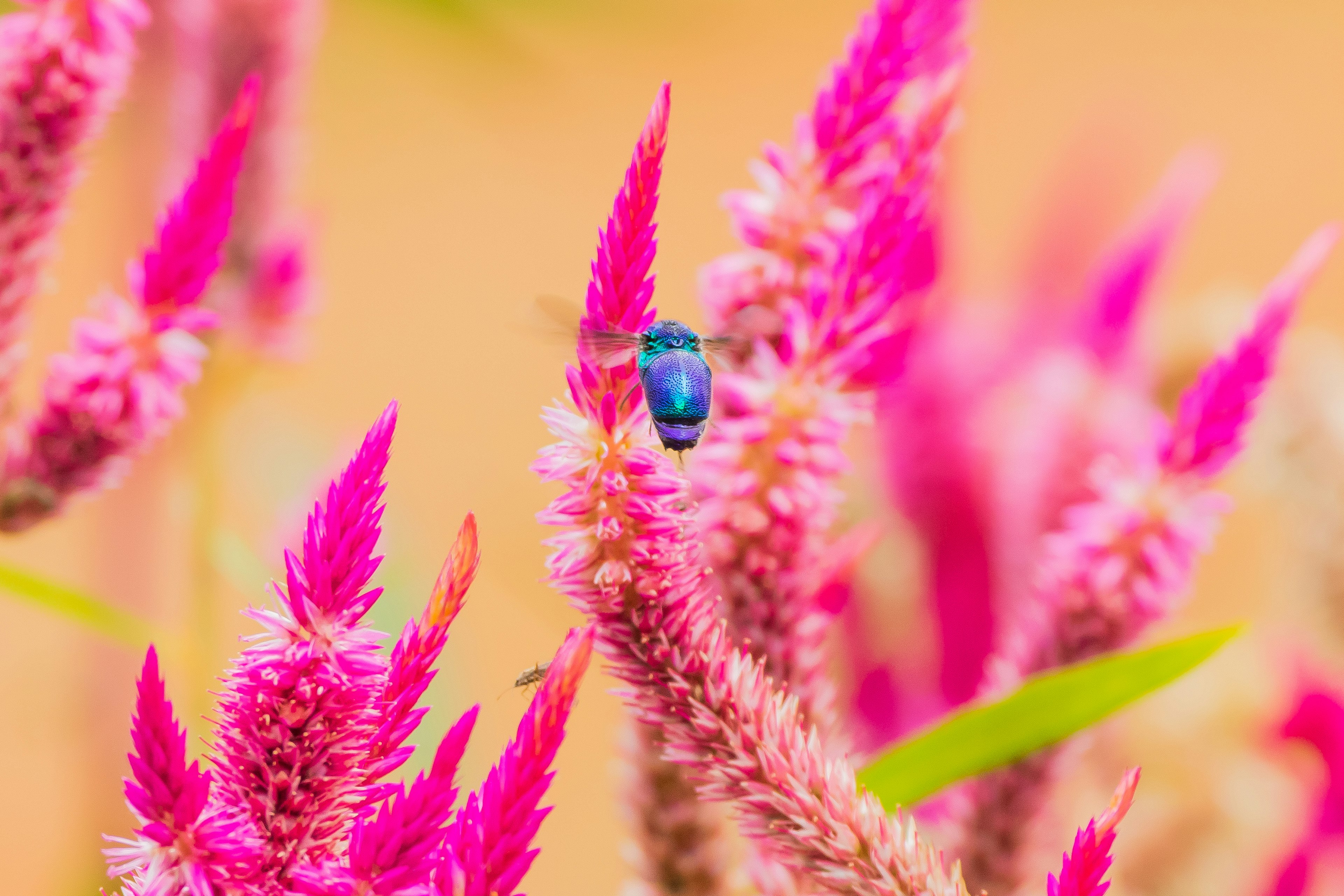 ภาพมาโครที่มีดอกไม้สีชมพูสดใสและแมลงสีน้ำเงิน