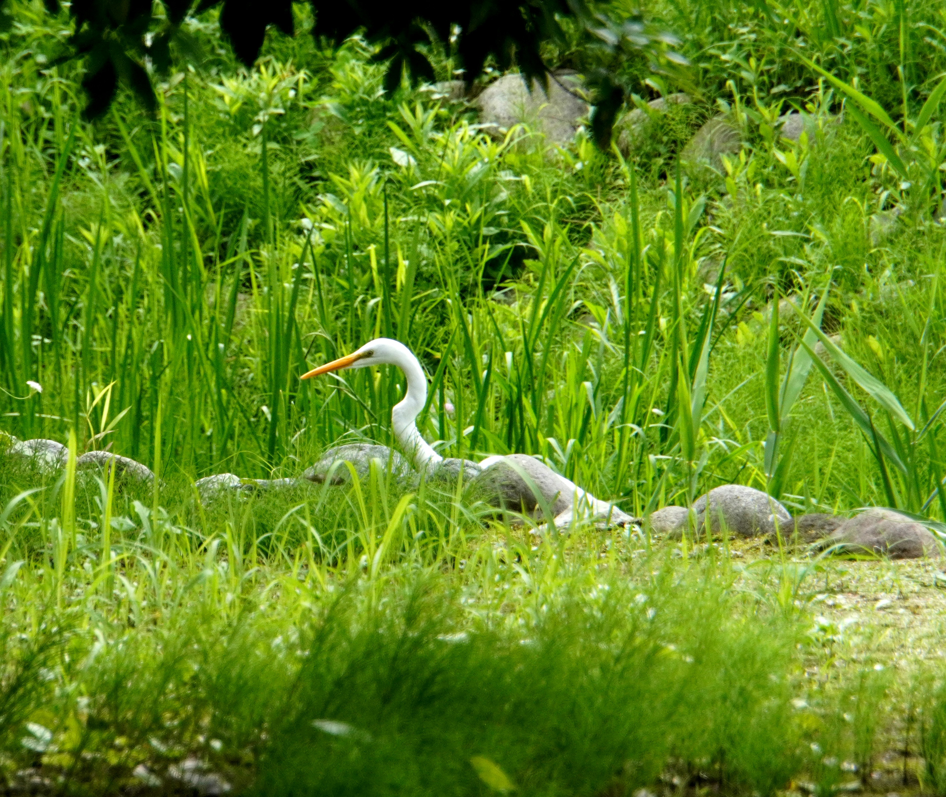 Ein weißer Reiher im grünen Gras umgeben von üppiger Vegetation