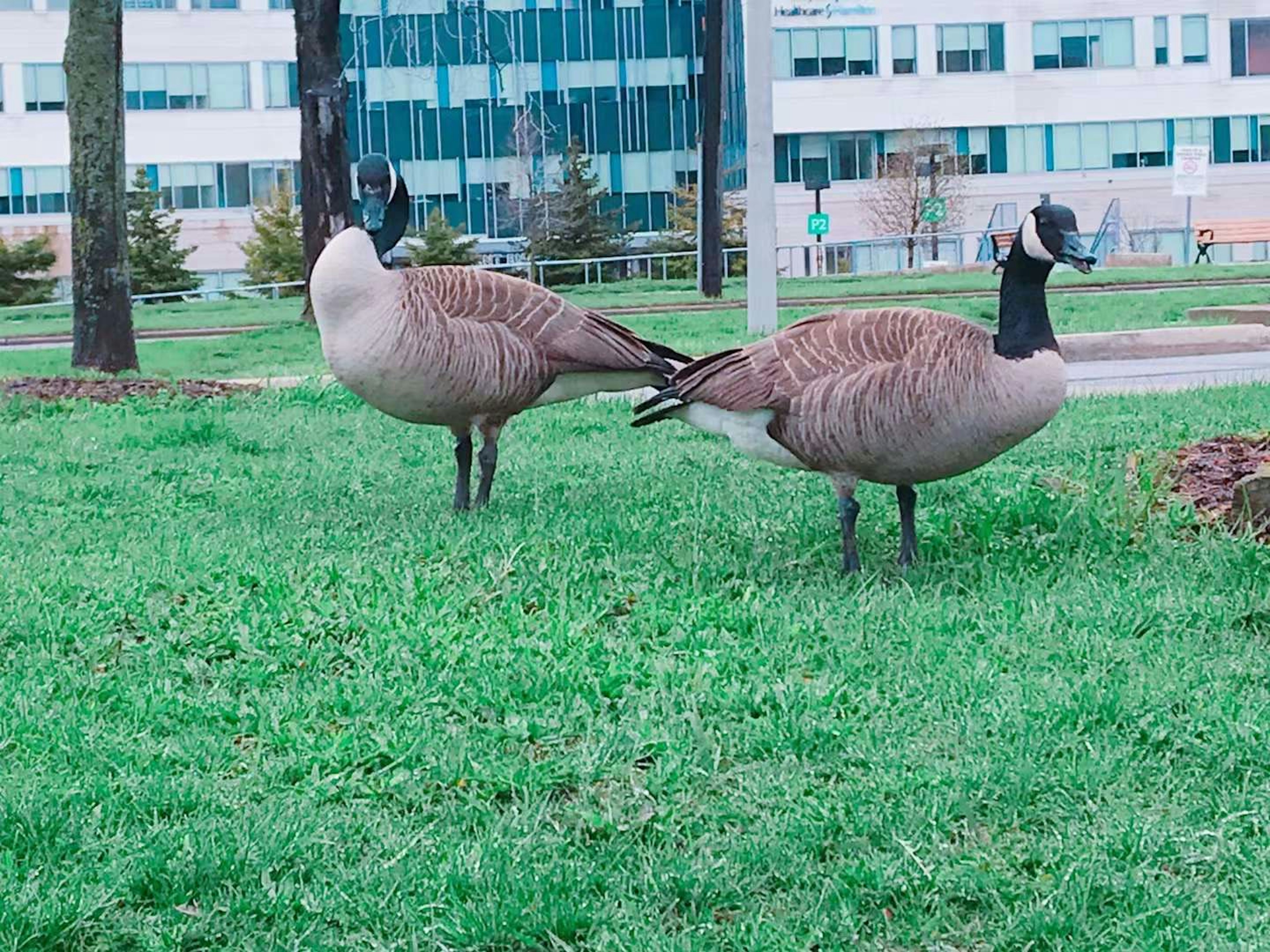 Two Canadian geese standing on green grass with modern buildings in the background