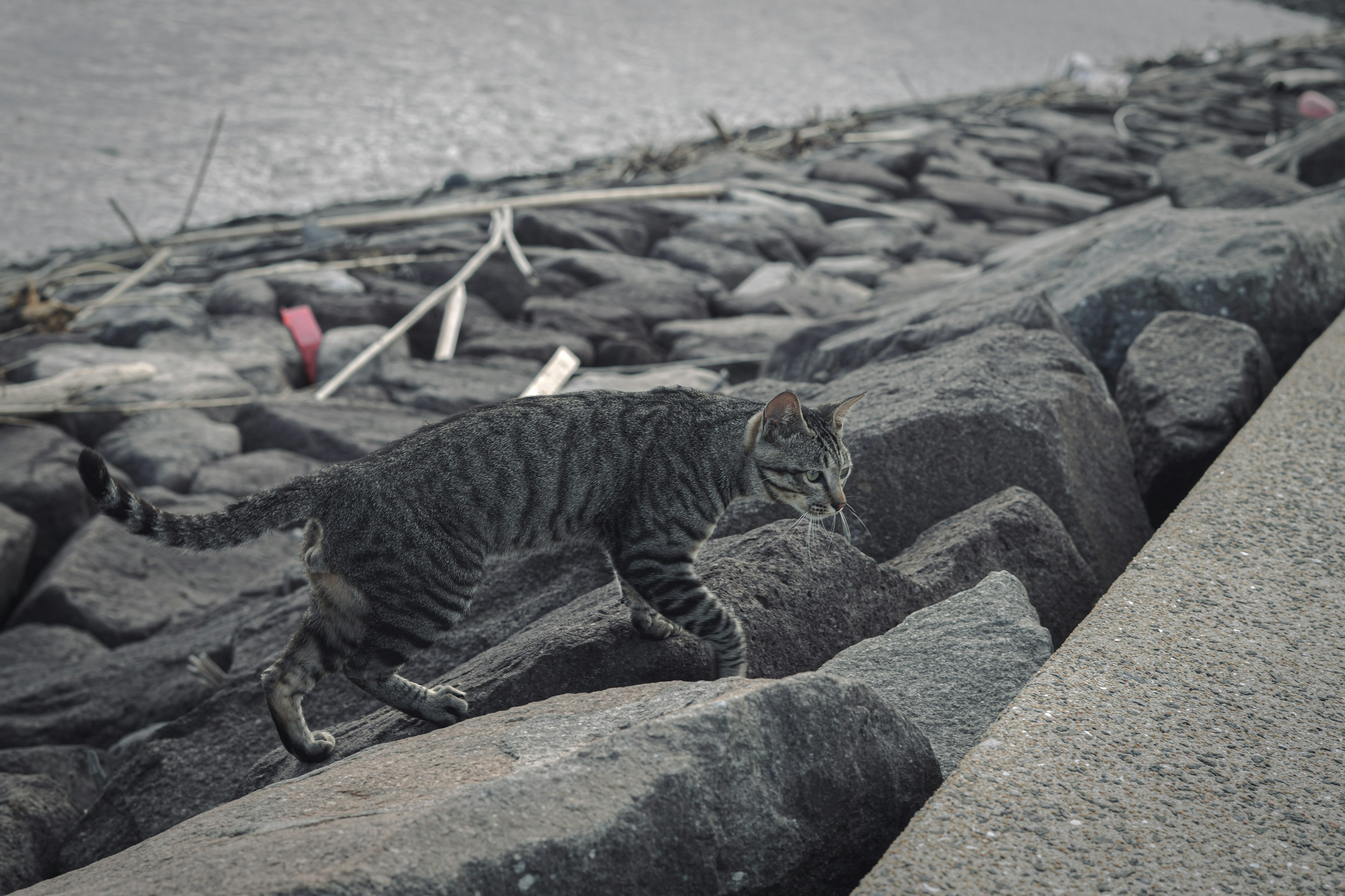 A cat walking on rocks by the water