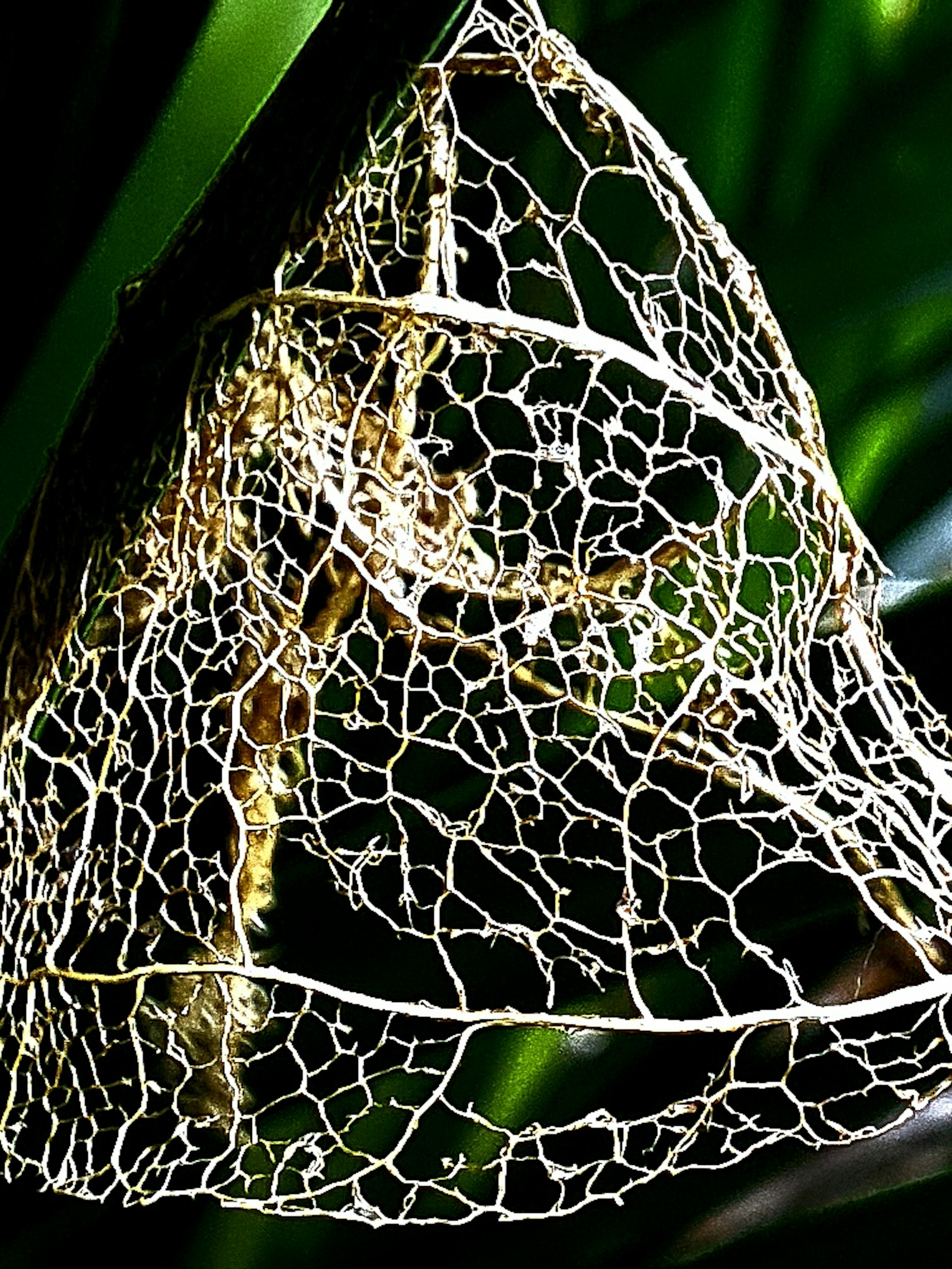 Immagine di una delicata struttura simile a pizzo trovata tra le foglie