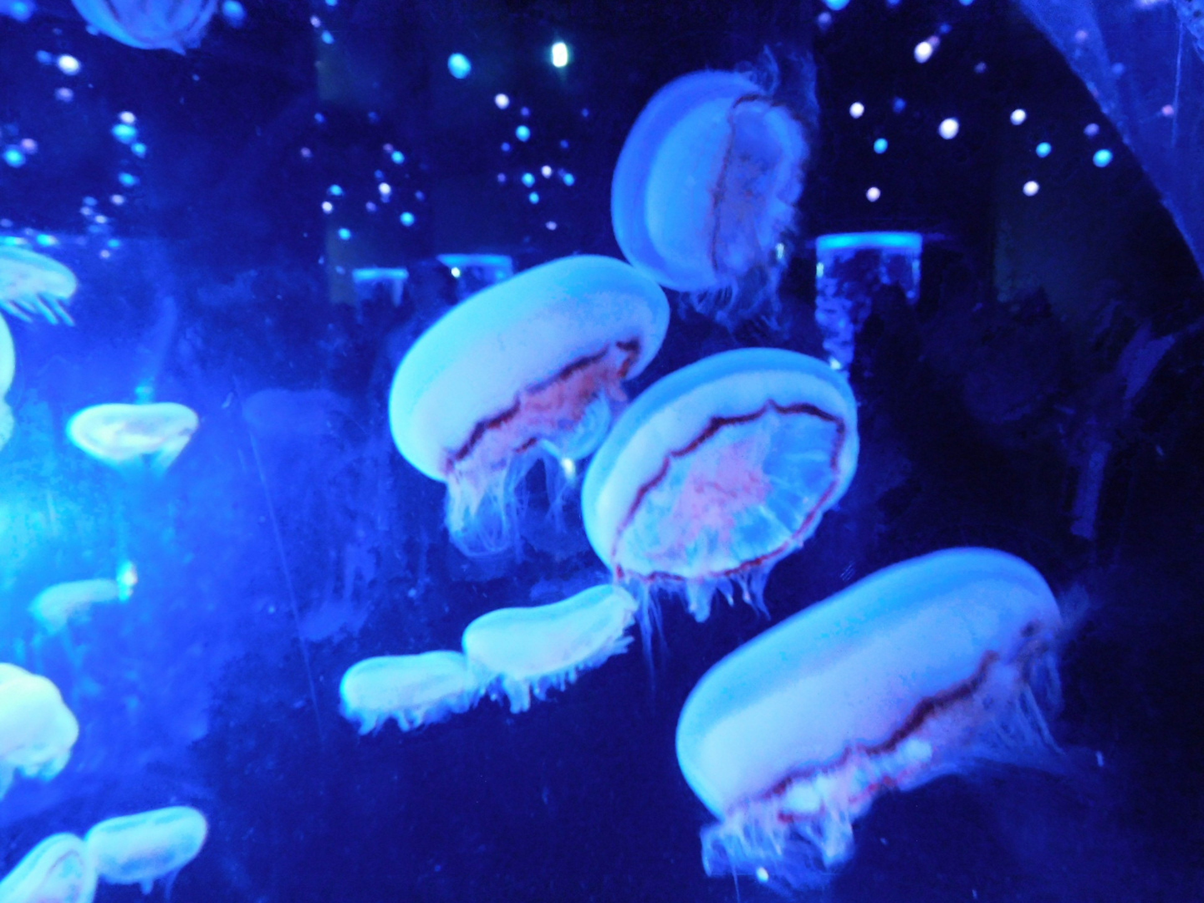 A group of jellyfish swimming in blue light