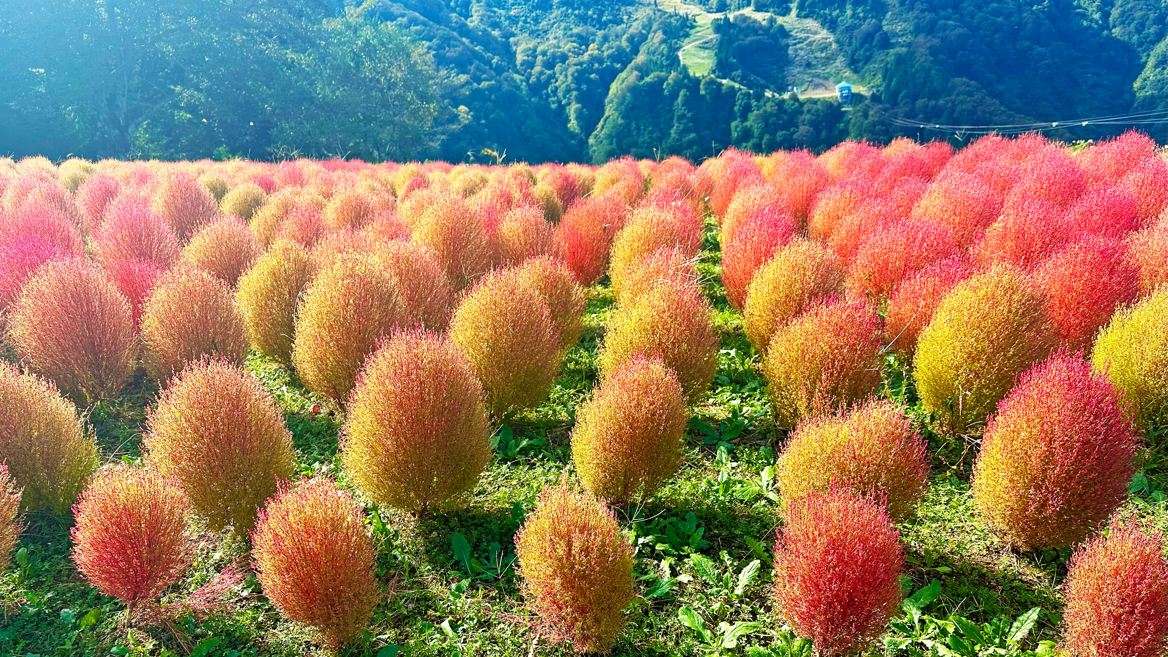 色とりどりのコキアが並ぶ美しい風景