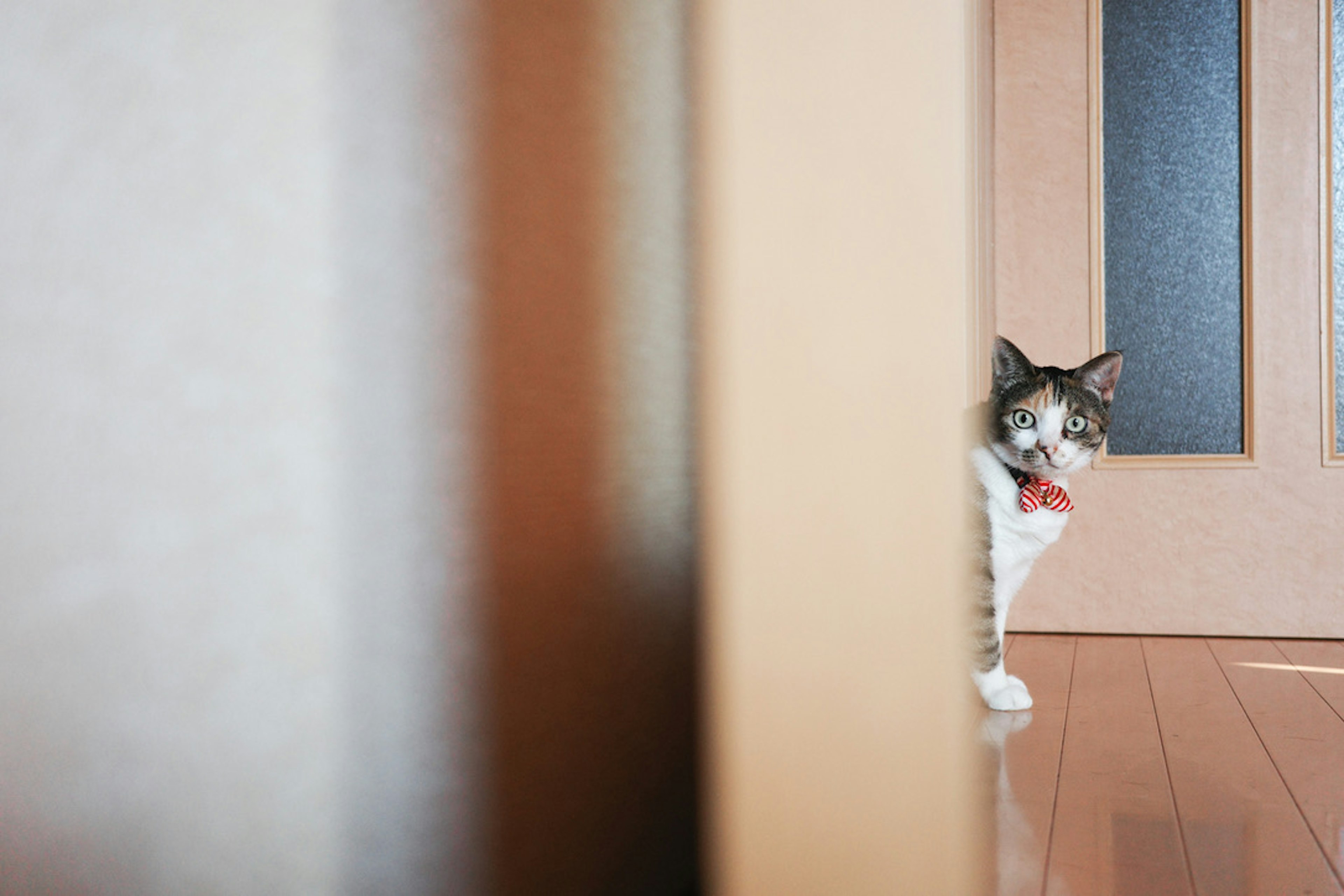 A cat peeking from behind a door