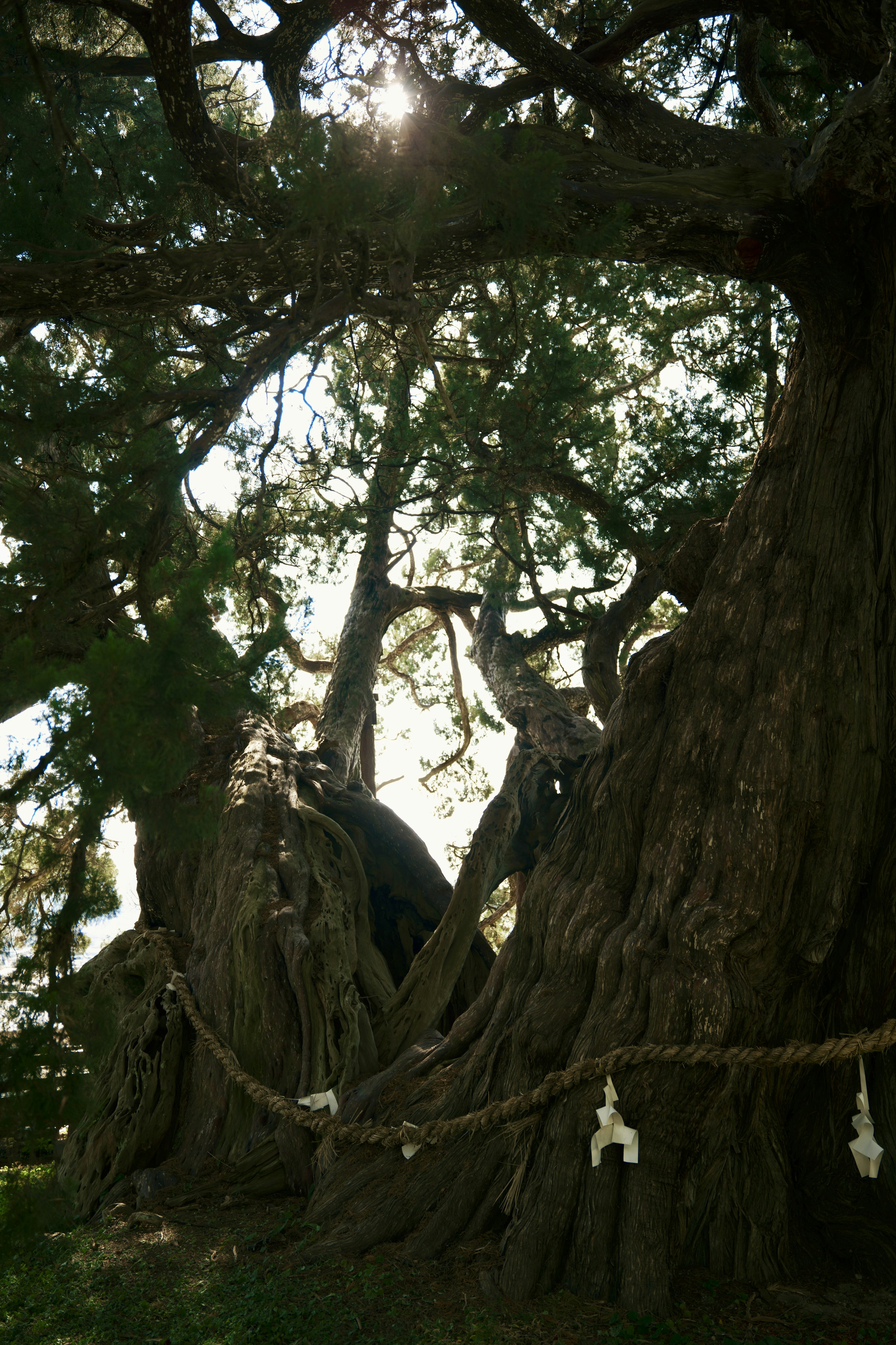 Tronco di albero antico con foglie verdi e luce che filtra