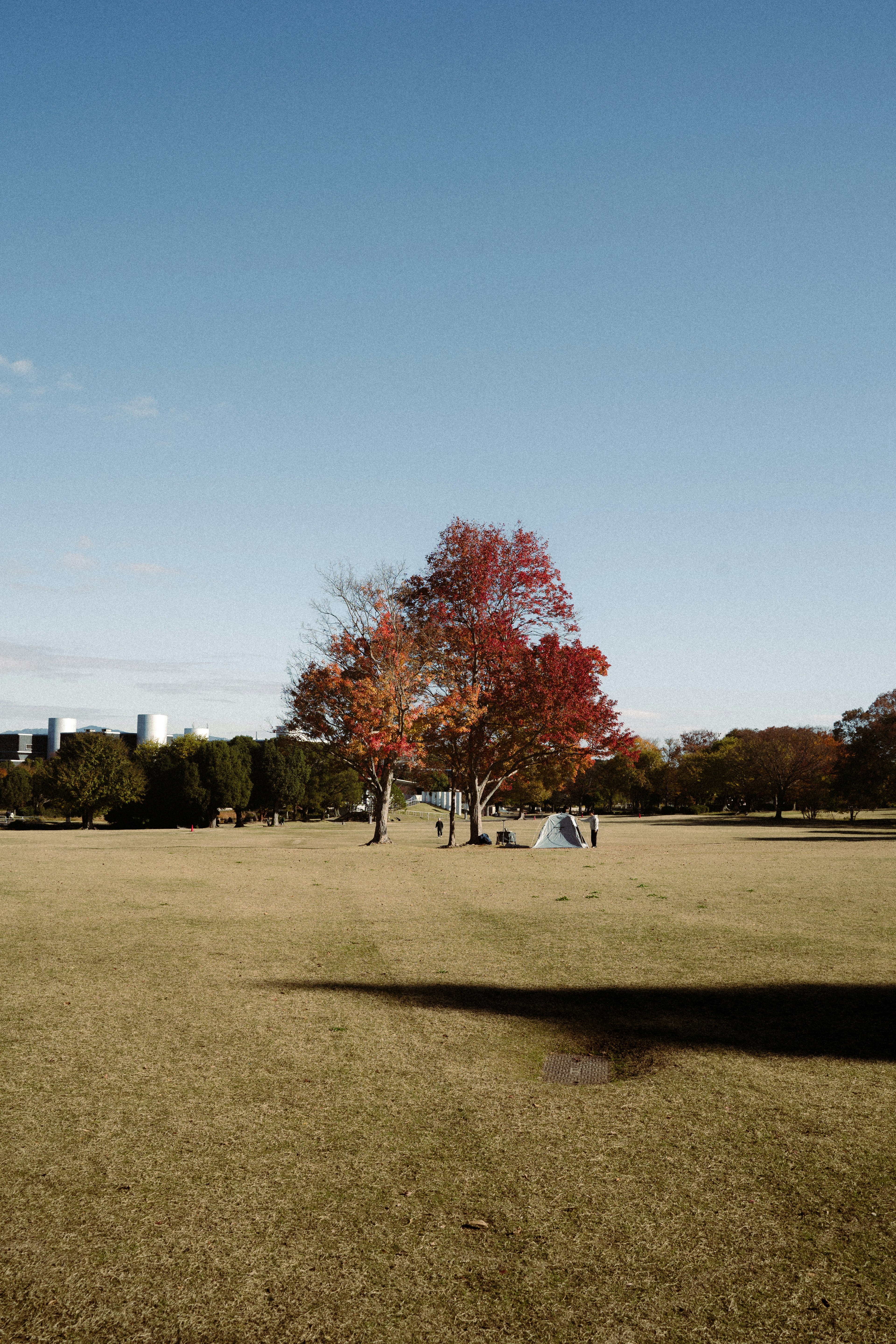 A colorful tree with autumn leaves under a blue sky and green grass