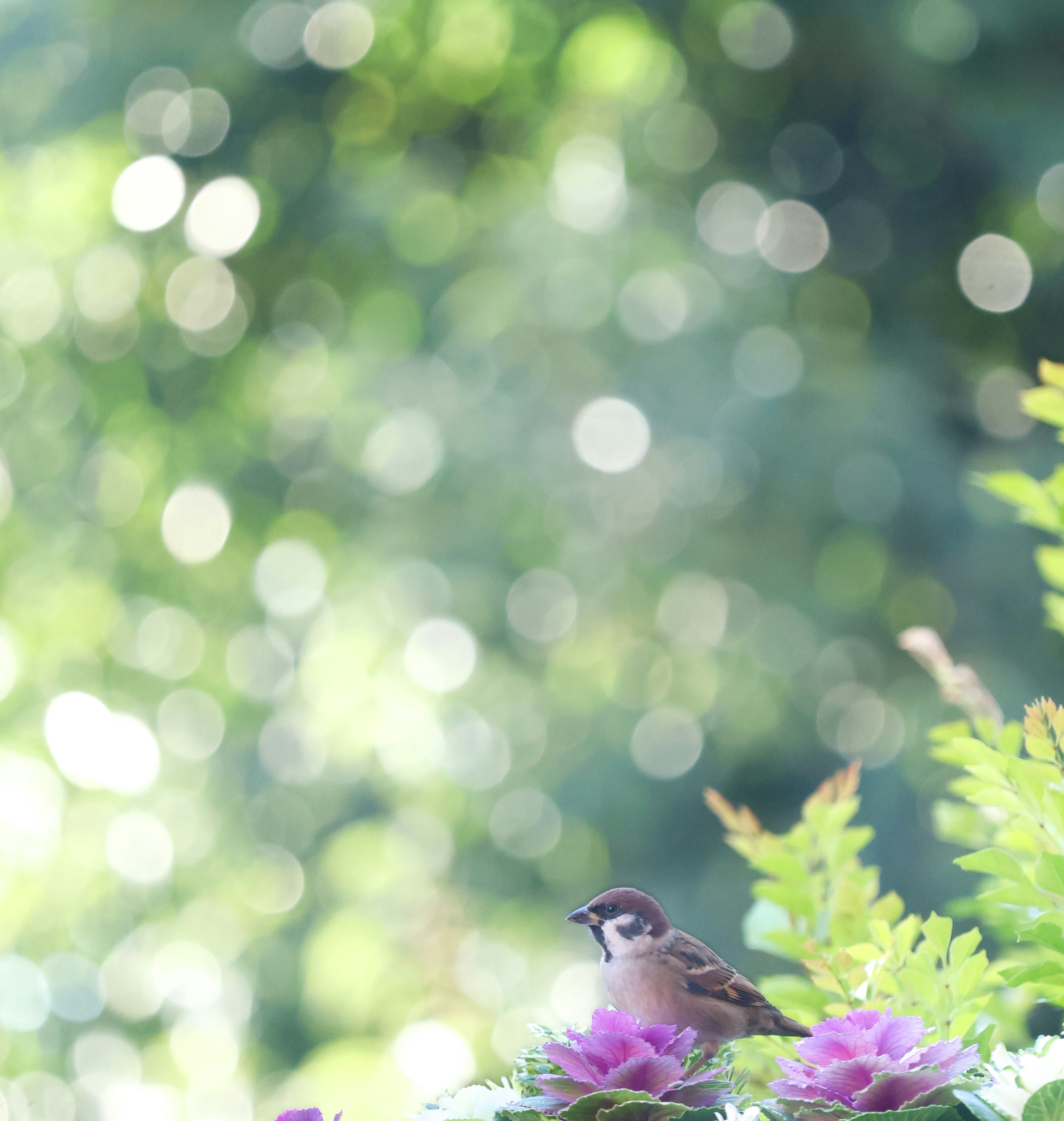 小鳥が紫の花の上にいる緑の背景の画像