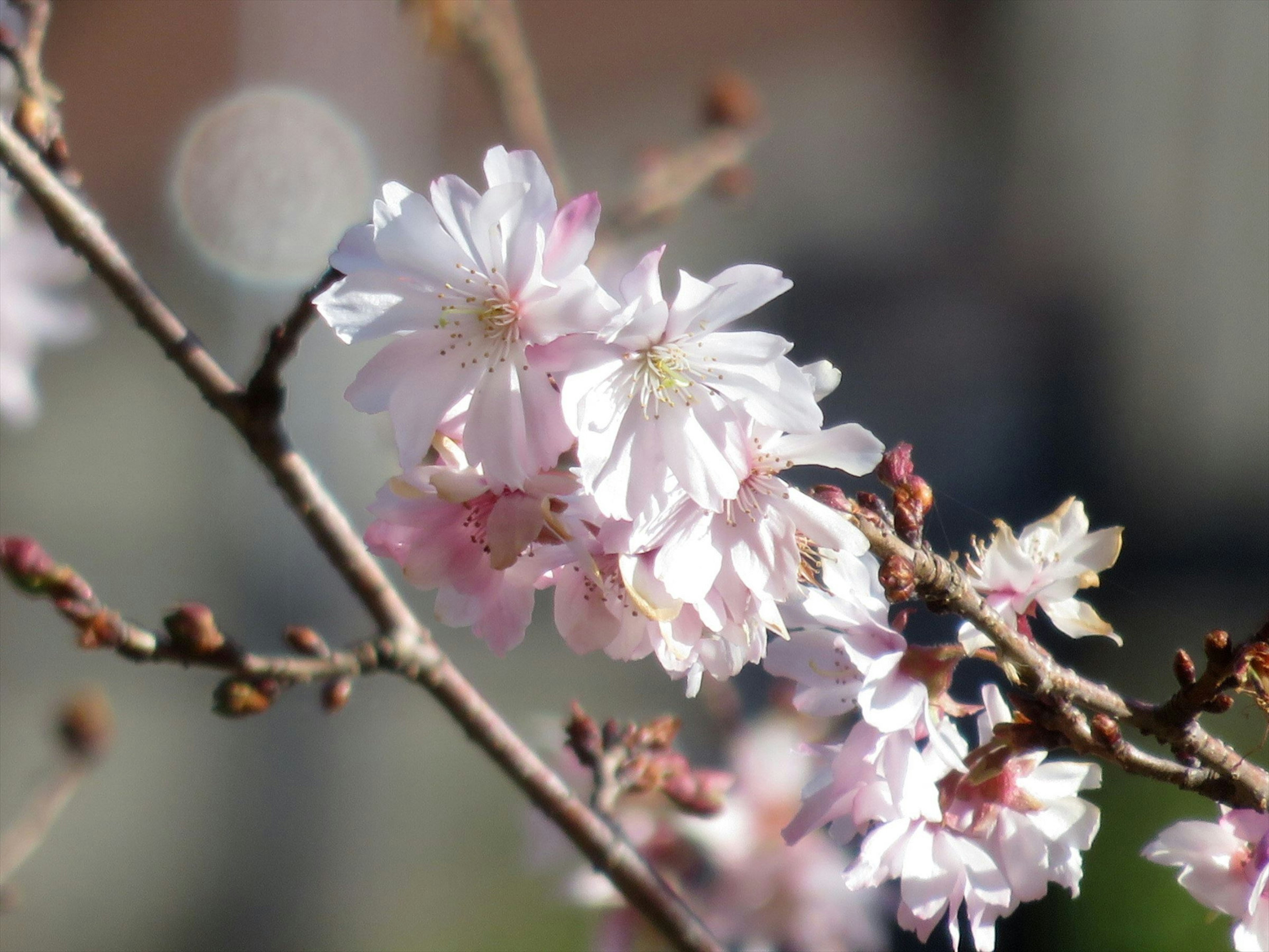 桜の花が咲いている枝のクローズアップピンク色の花弁と緑の背景