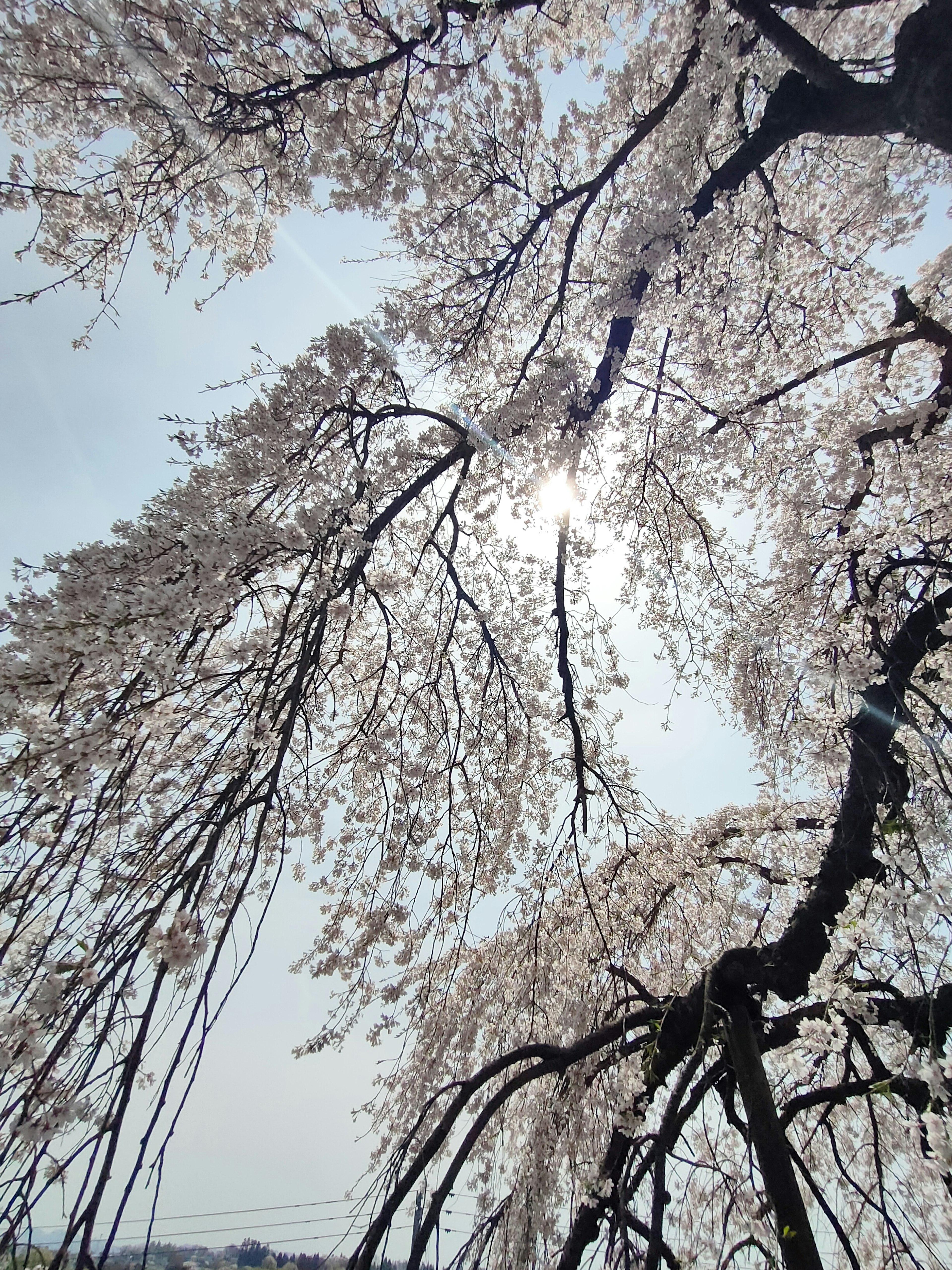 美しい桜の木の枝が太陽の光を透かしている