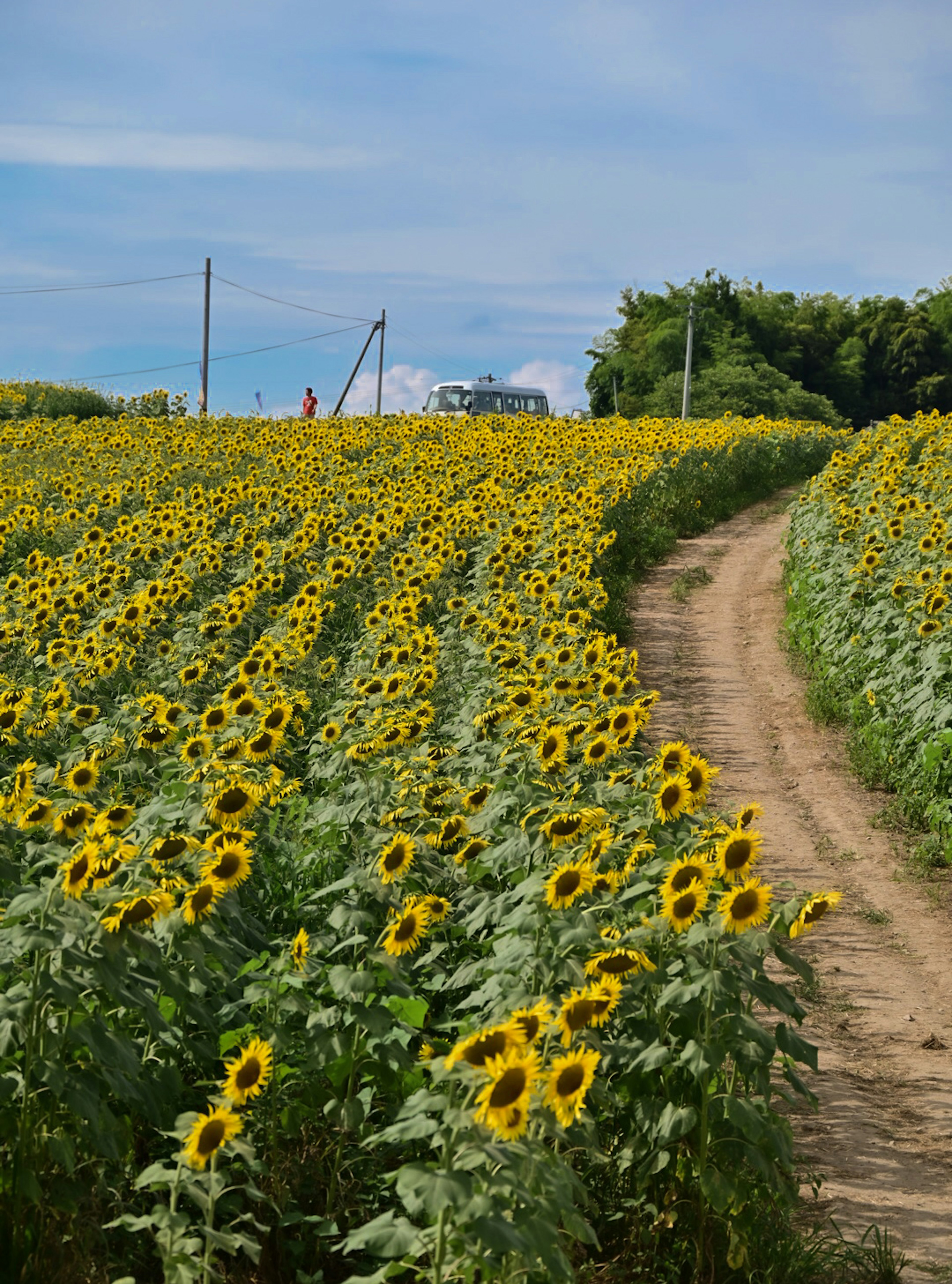 Sunflower field with a dirt path under a blue sky and green trees