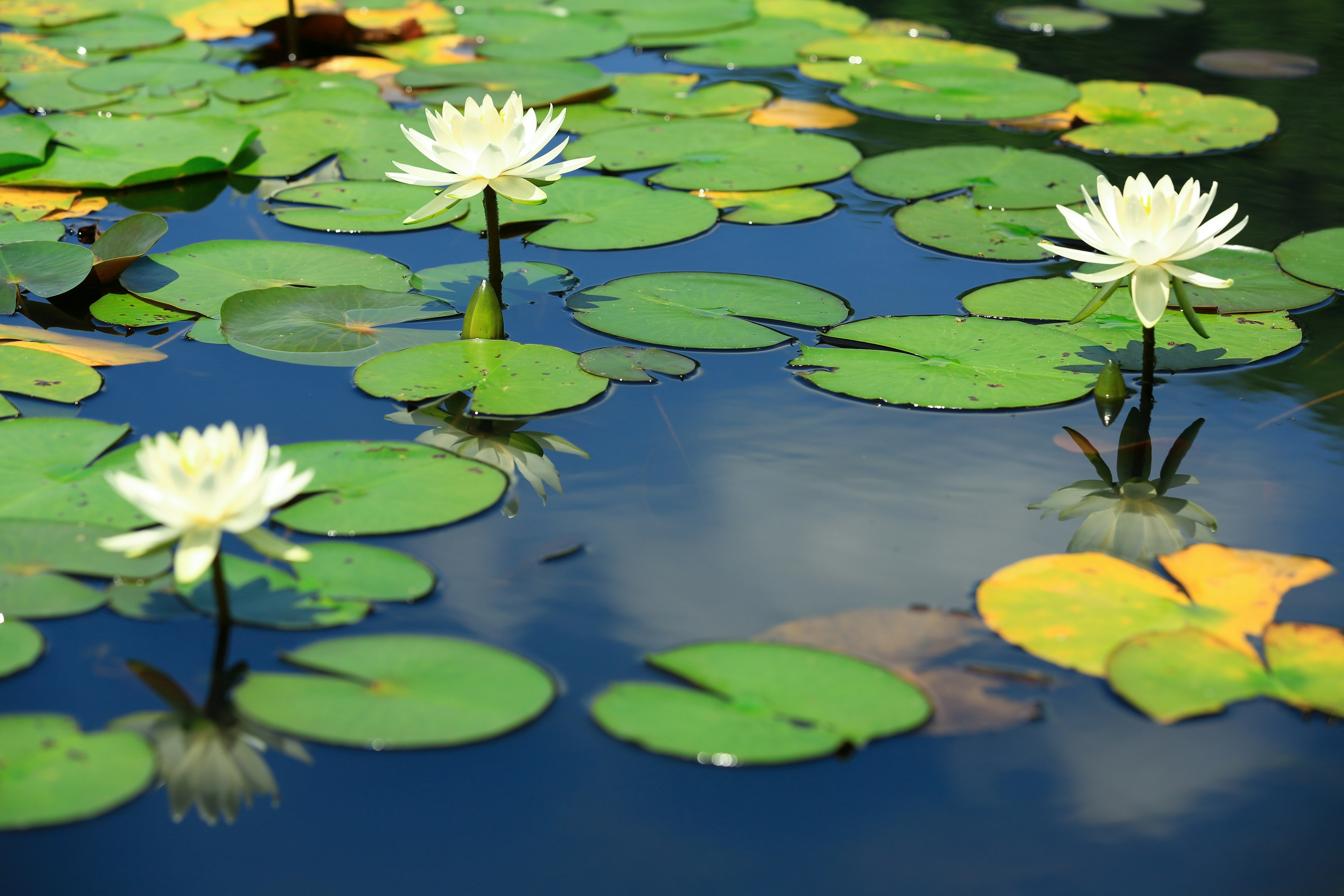 White water lilies floating on a calm blue pond with green lily pads