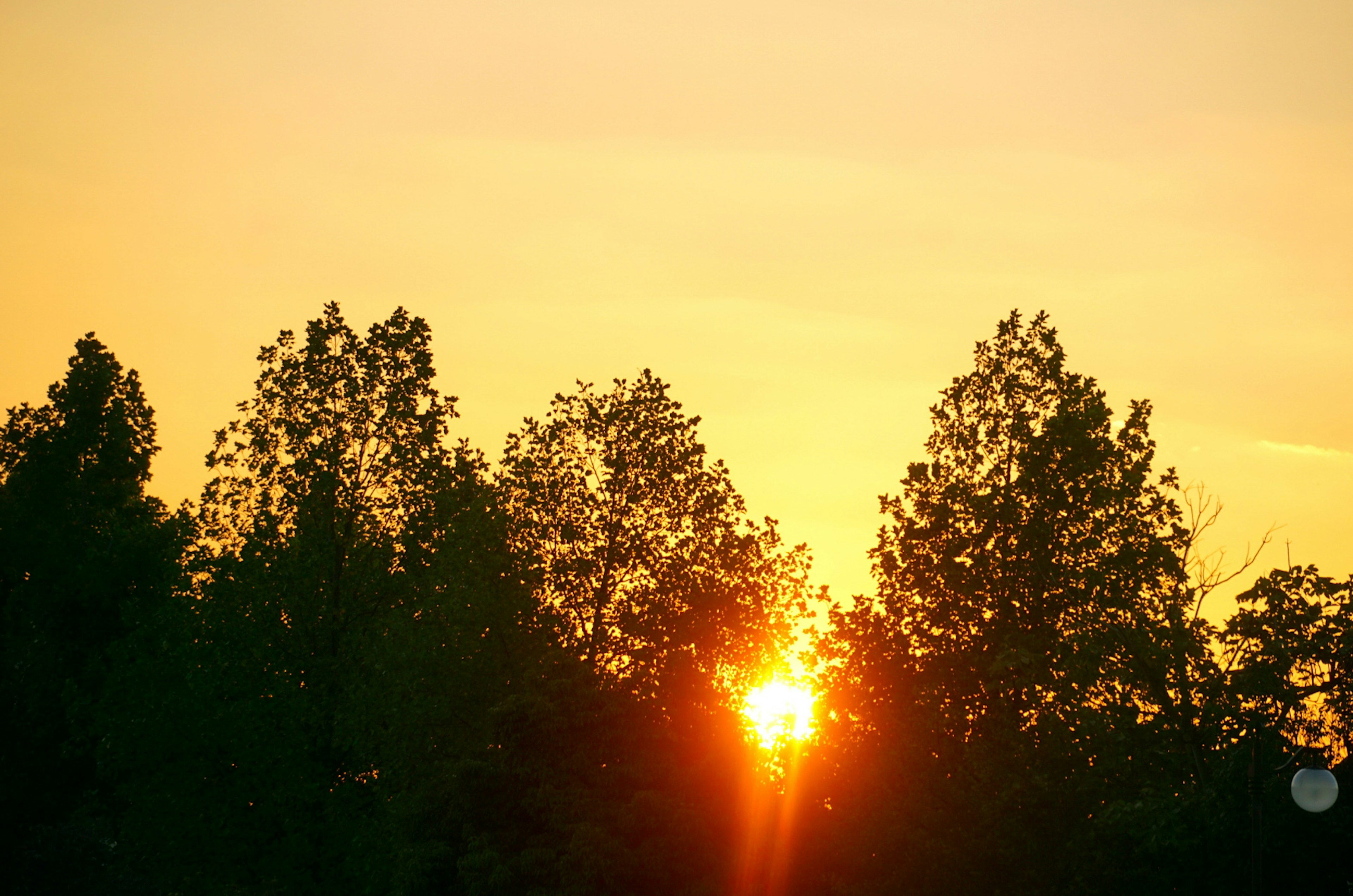 Sunset shining through trees in a serene landscape