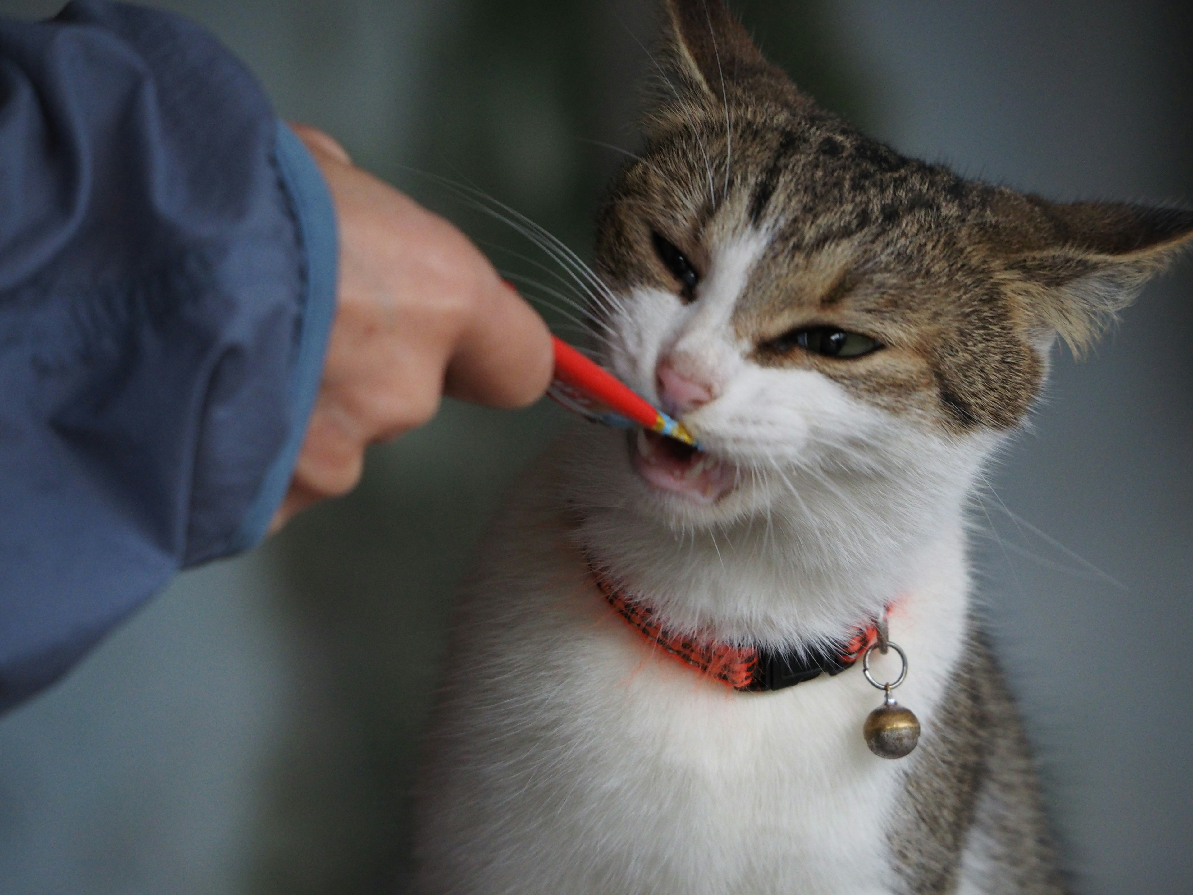 Seekor kucing disikat dengan sikat gigi merah