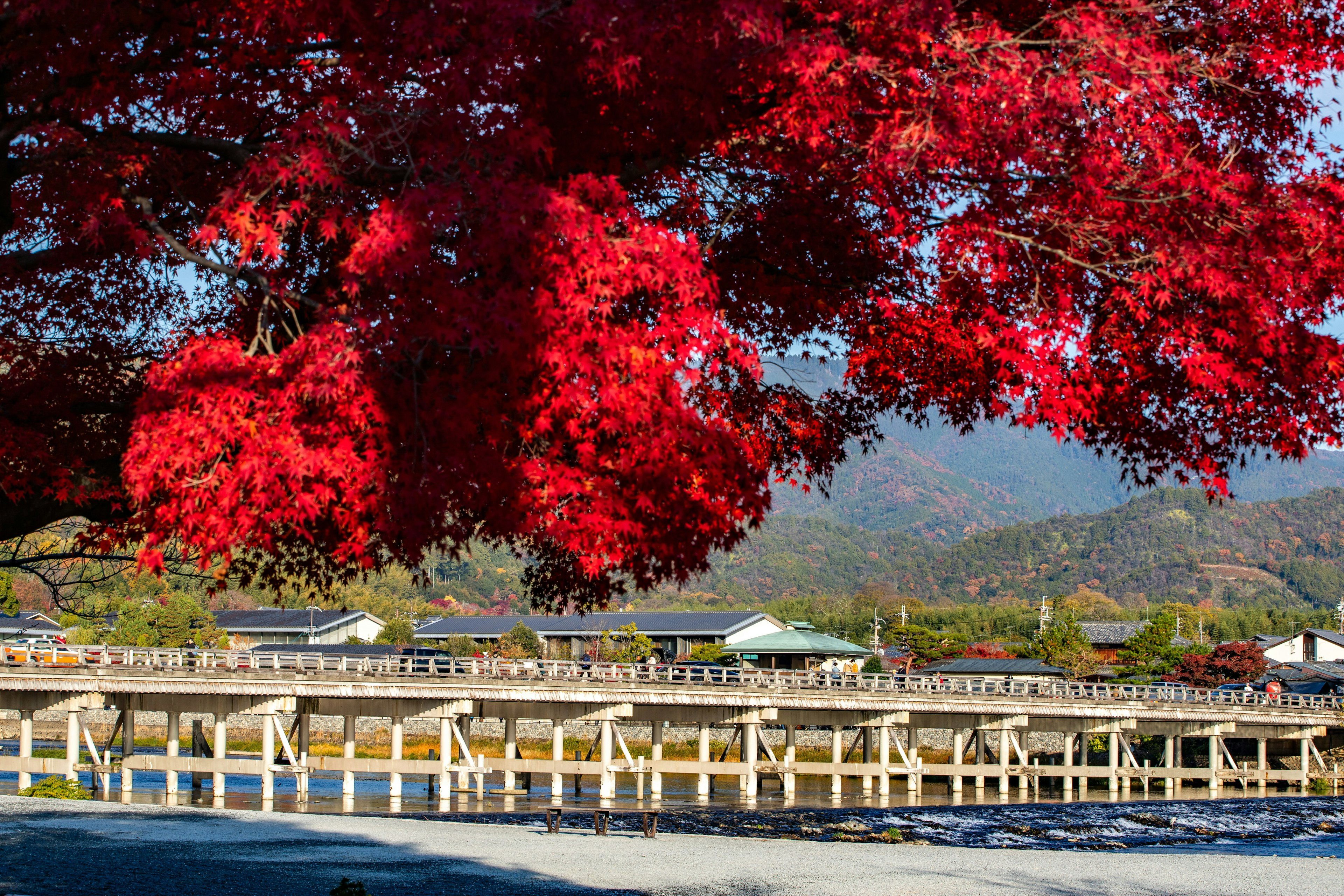 Pemandangan hidup dengan pohon maple merah yang mengawasi jembatan di atas sungai