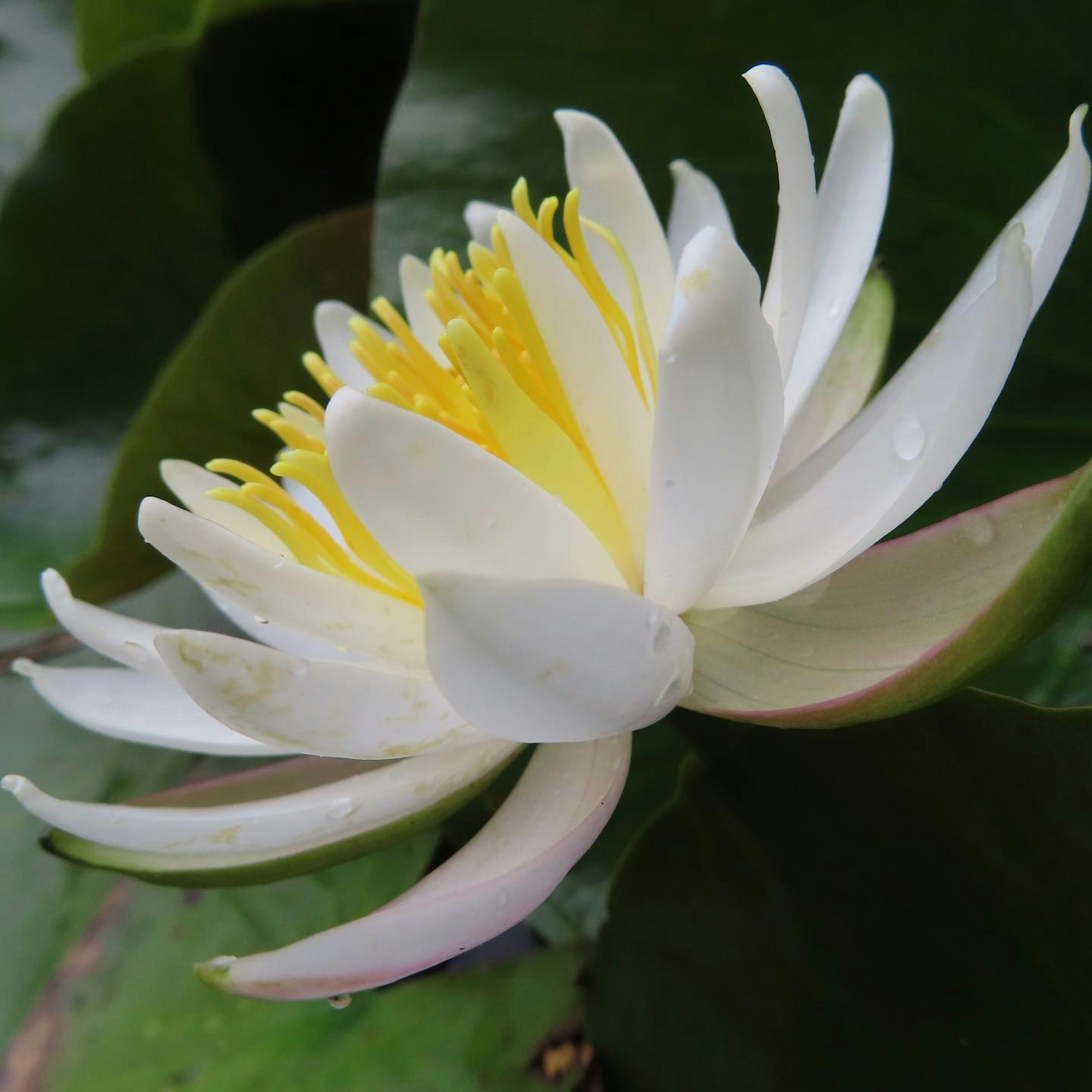 Flor de lirio de agua blanca flotando en el agua con un hermoso centro amarillo