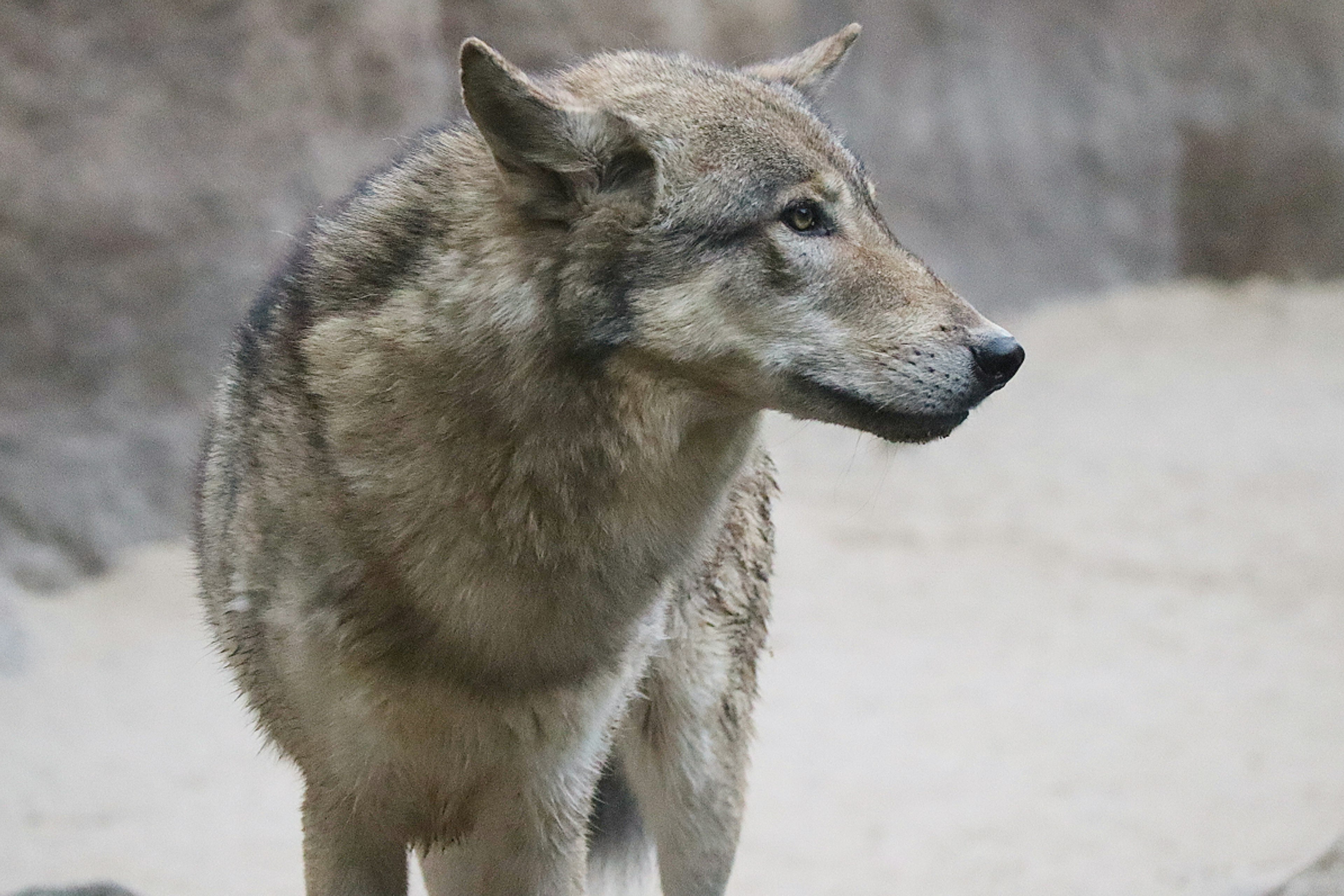 Grauer Wolf steht seitlich mit scharfen Augen und dickem Fell