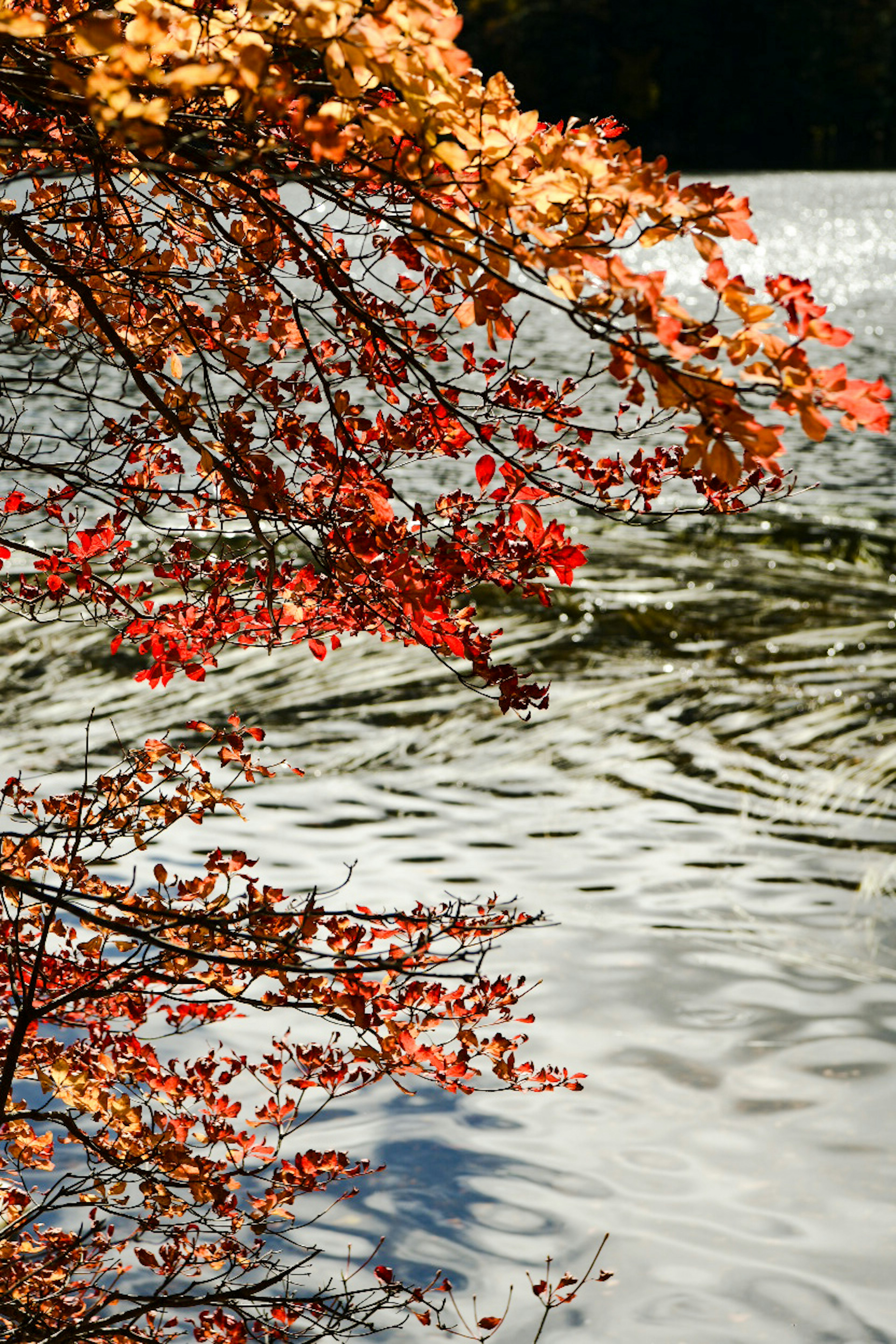 秋の紅葉が水面に映る静かな湖の風景