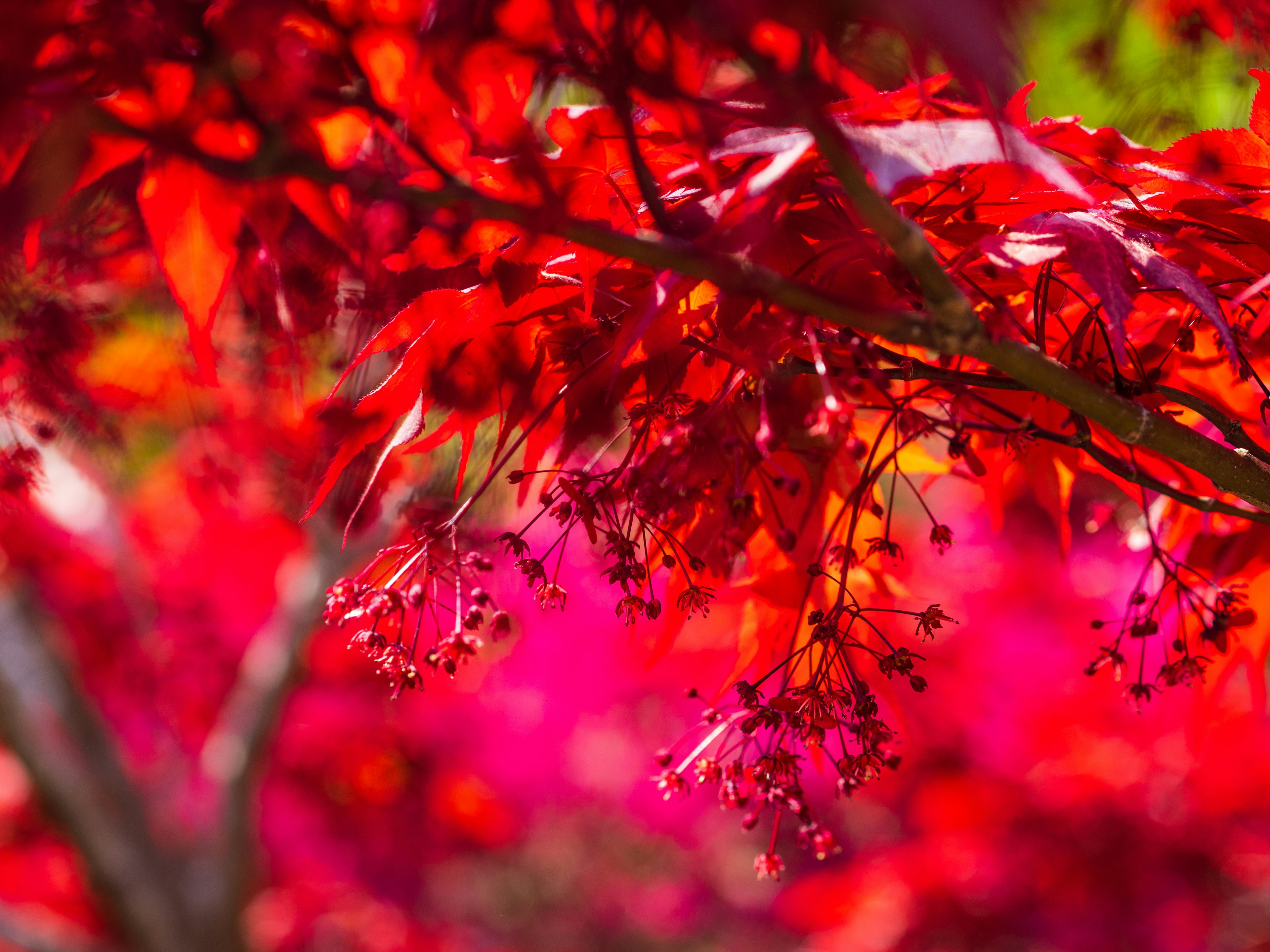 Gros plan sur un érable avec des feuilles et des fleurs rouges vives