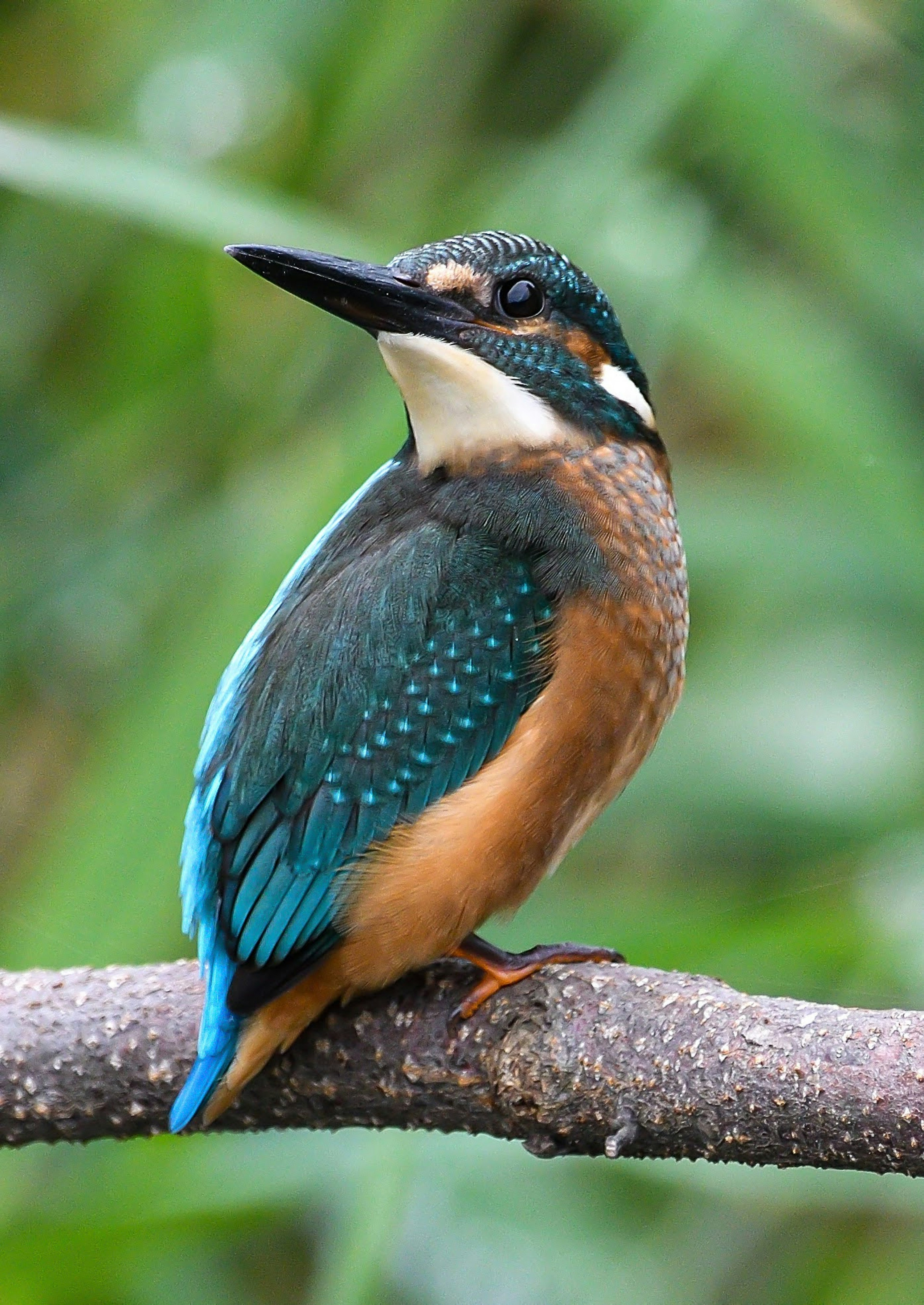 Seekor burung kingfisher dengan bulu biru dan oranye cerah bertengger di dahan