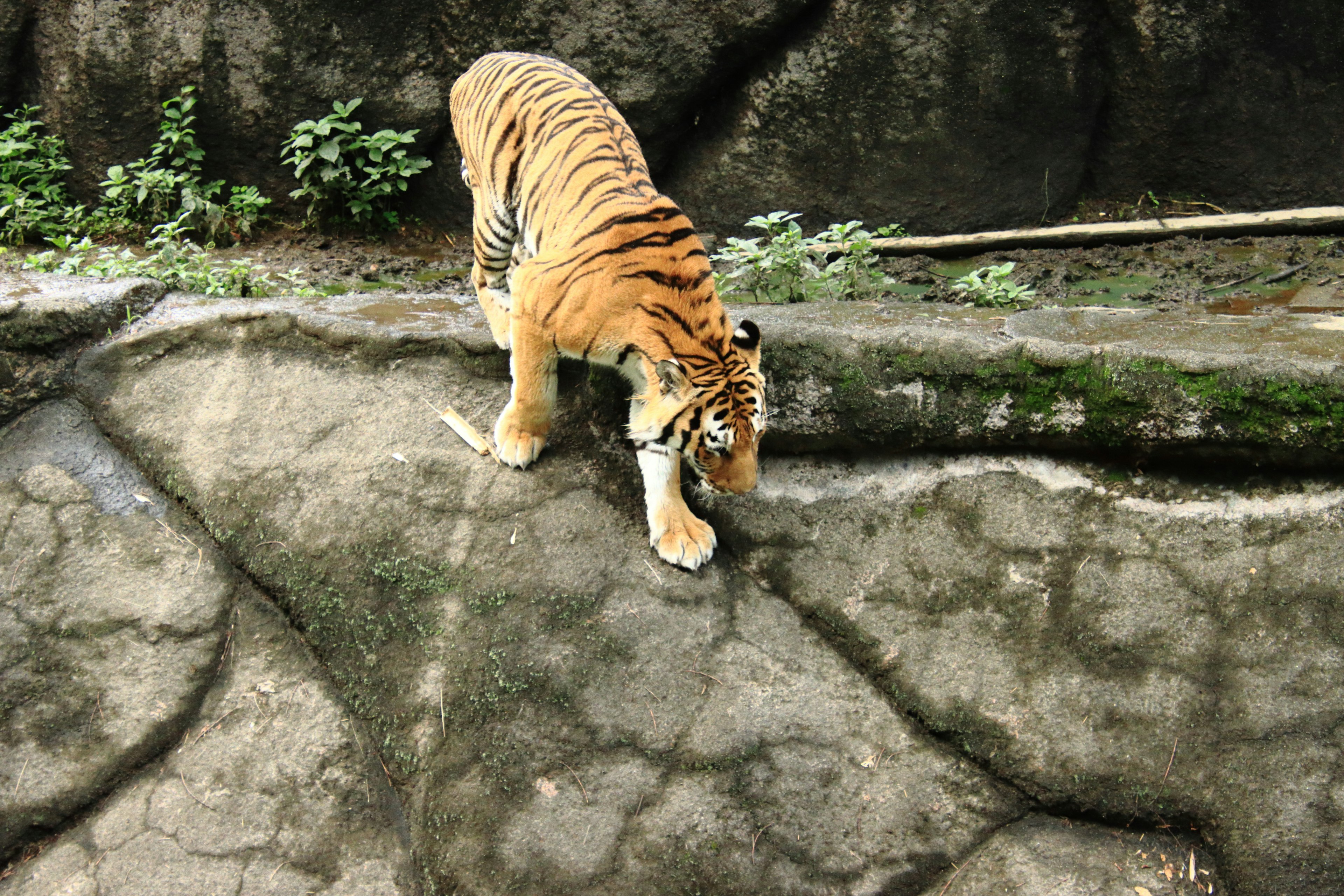 A tiger with orange and black stripes walking on a rocky surface