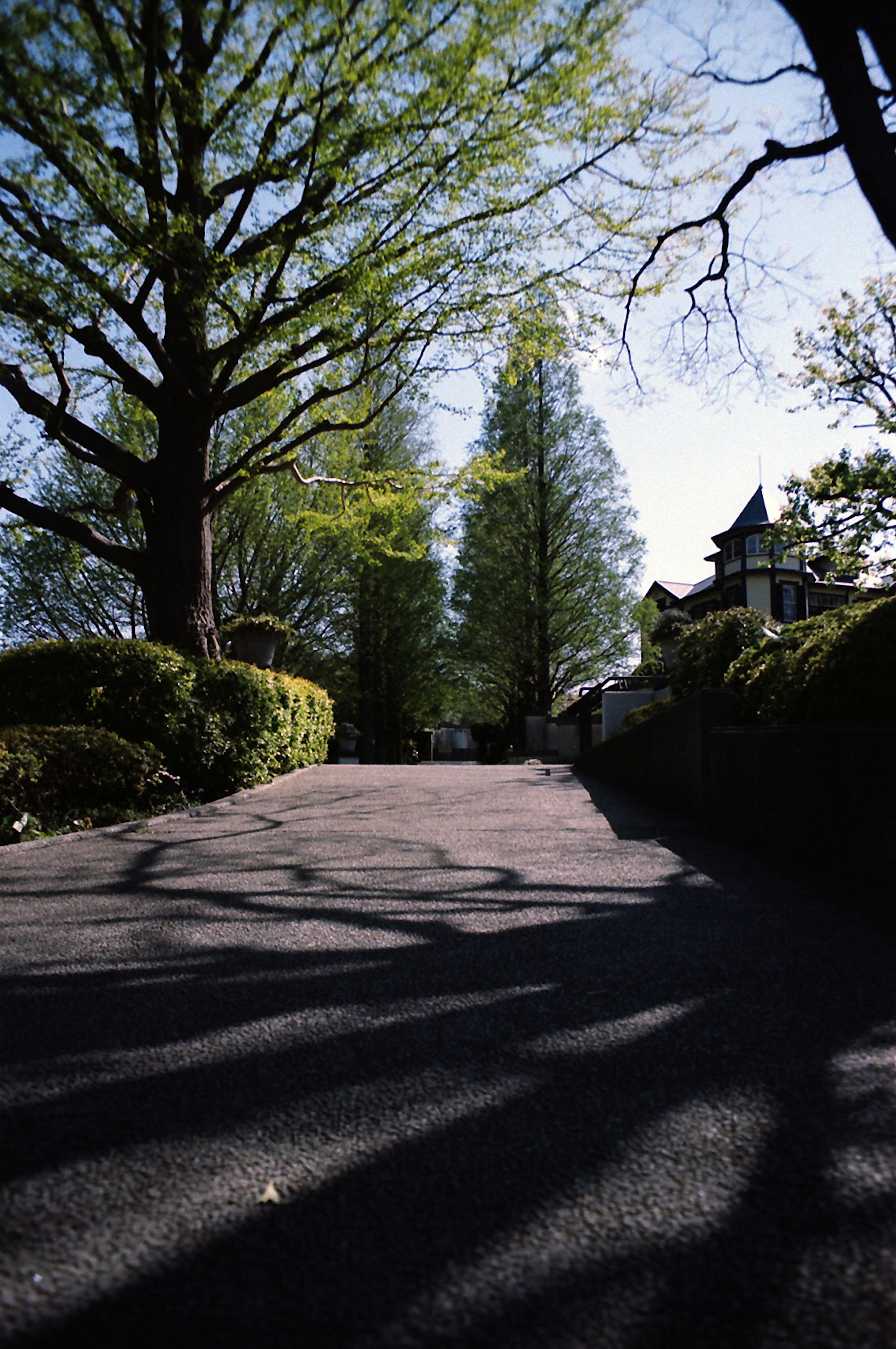 Paved path with green trees casting shadows