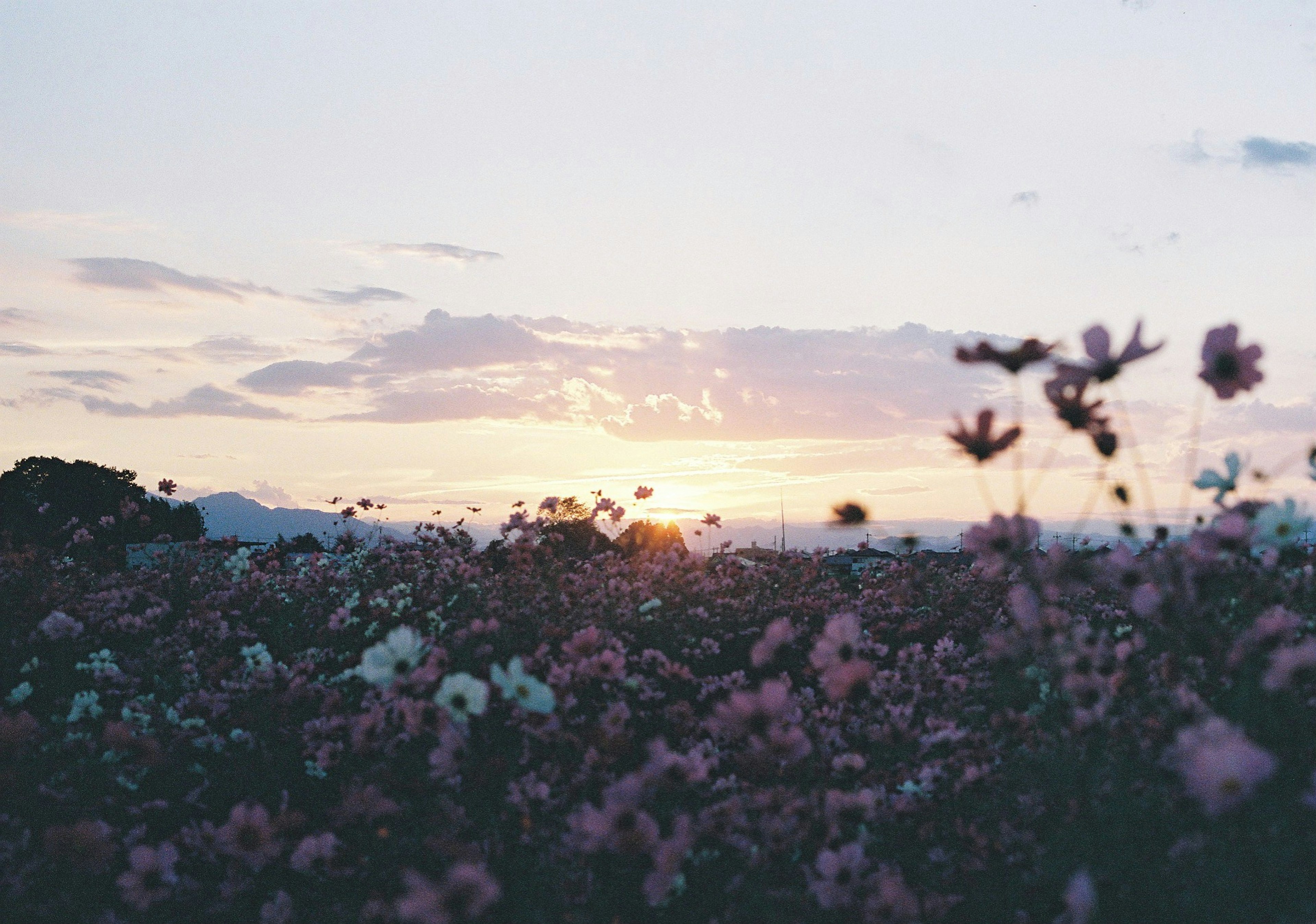 夕焼けの中に咲く花々と広がる風景