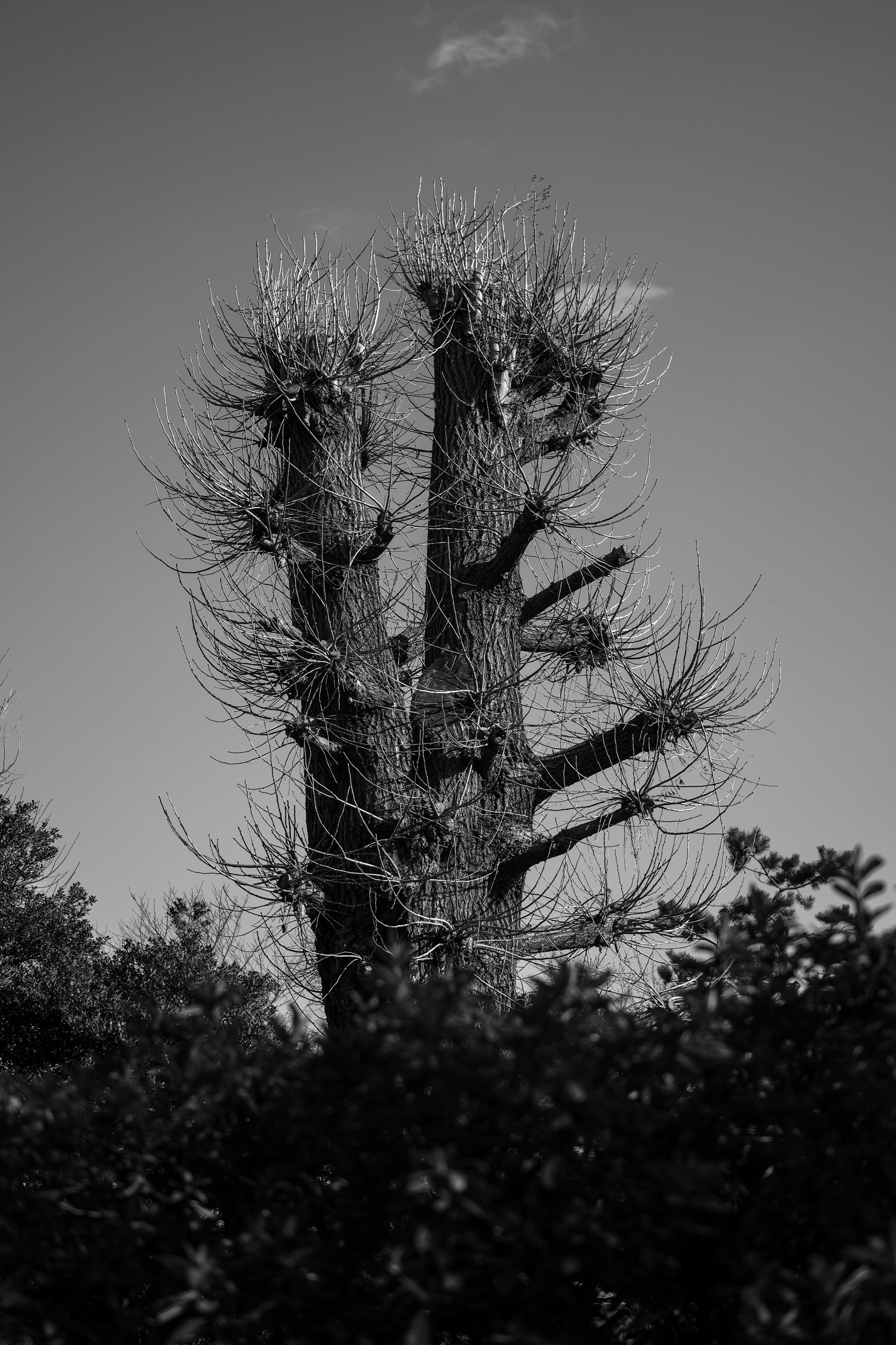 Silhouette of a large tree in black and white contrast